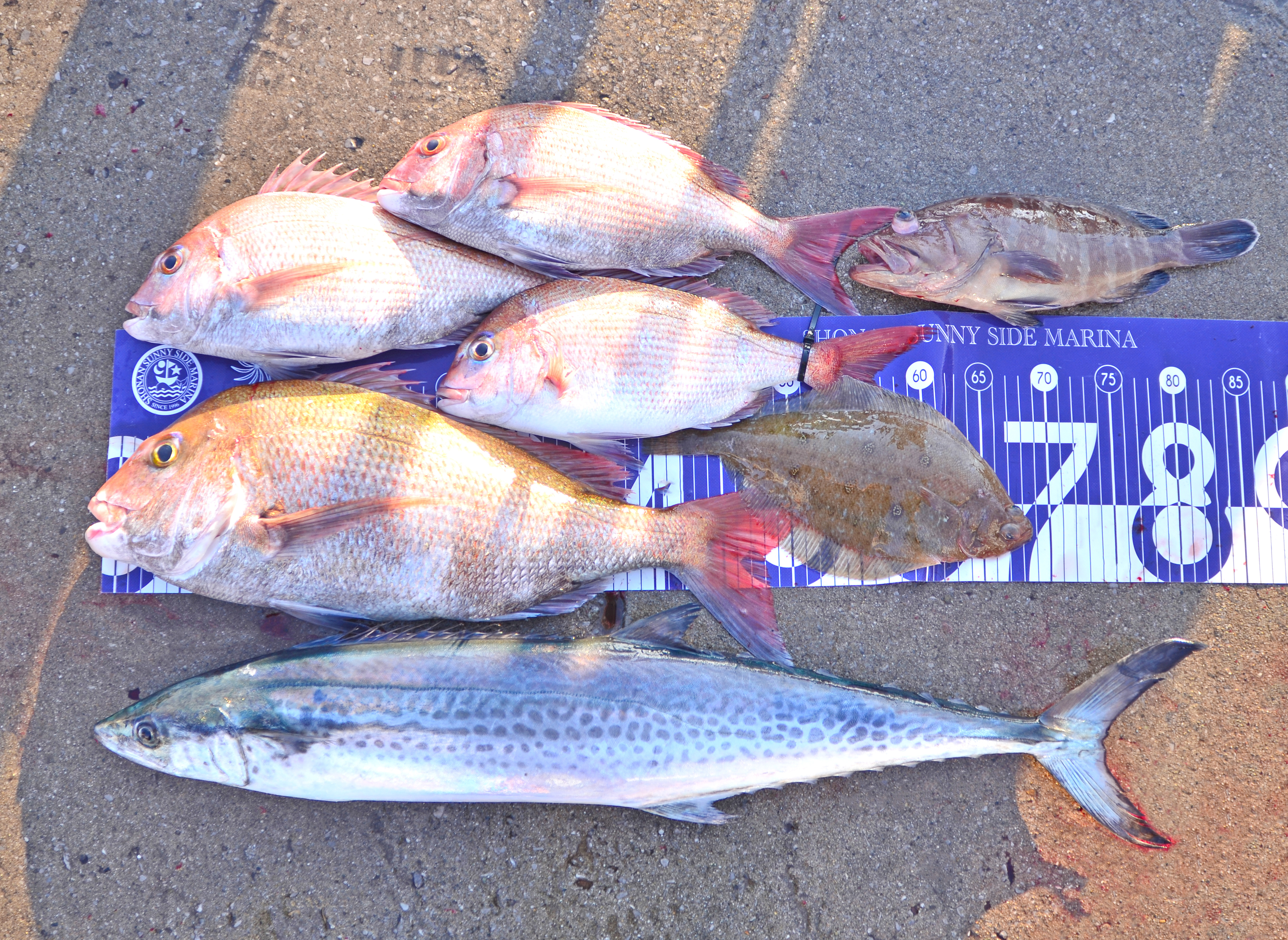 ✿サワラ・マダイ・マハタ・ムシガレイ✿