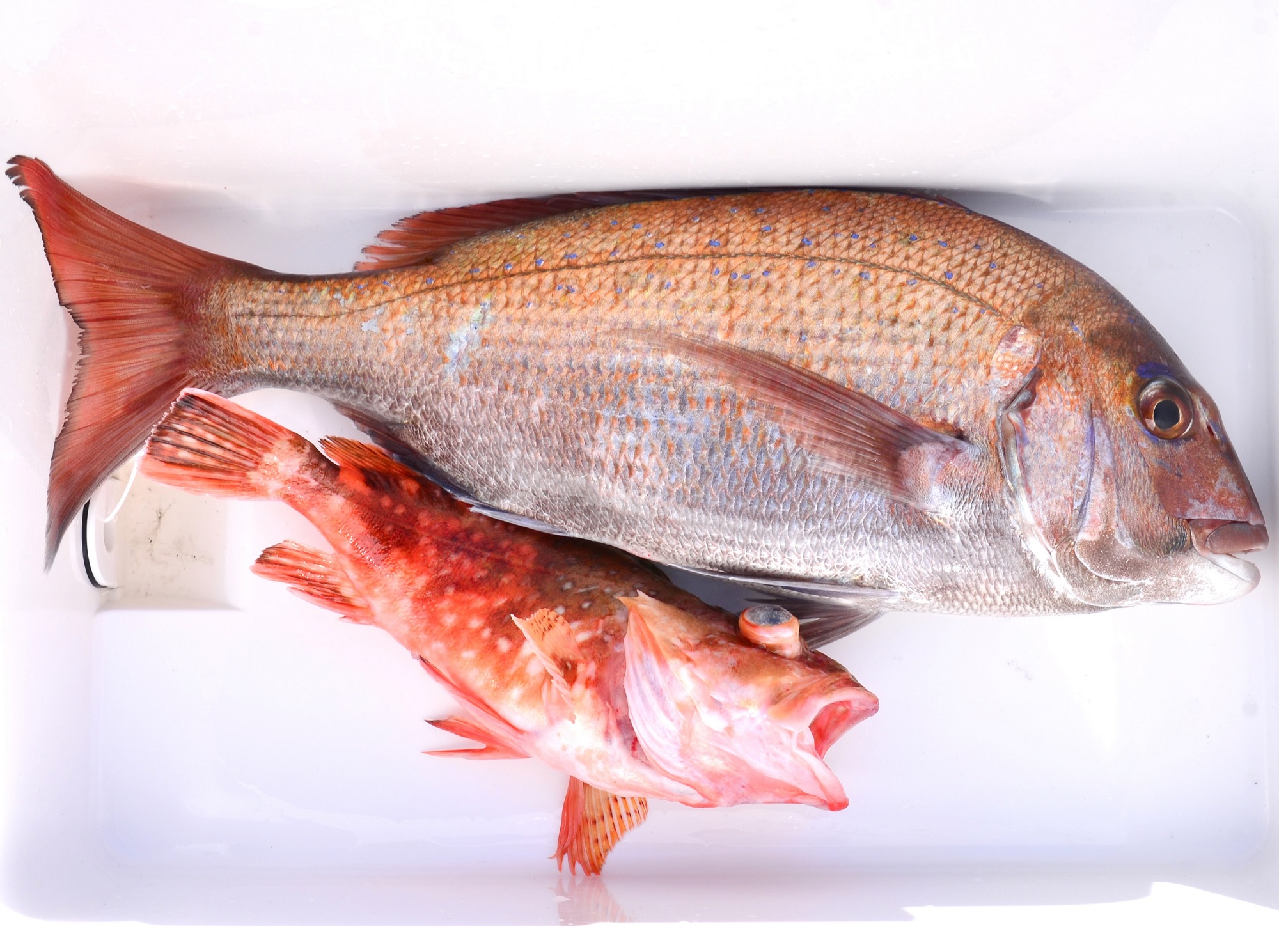 ✿マダイ・ウッカリカサゴ✿