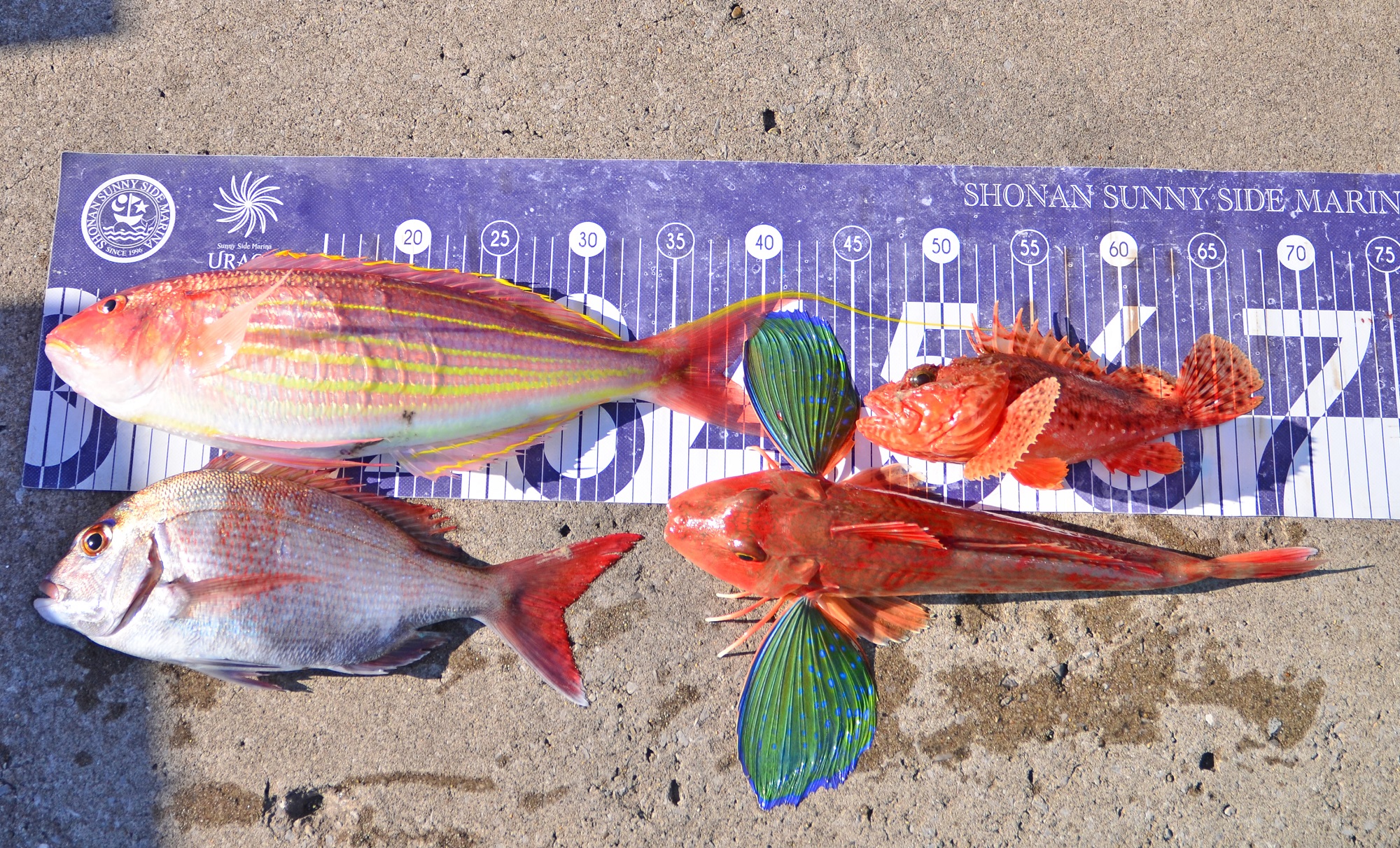 ✿イトヨリダイ・マダイ・ホウボウ・オニカサゴ✿