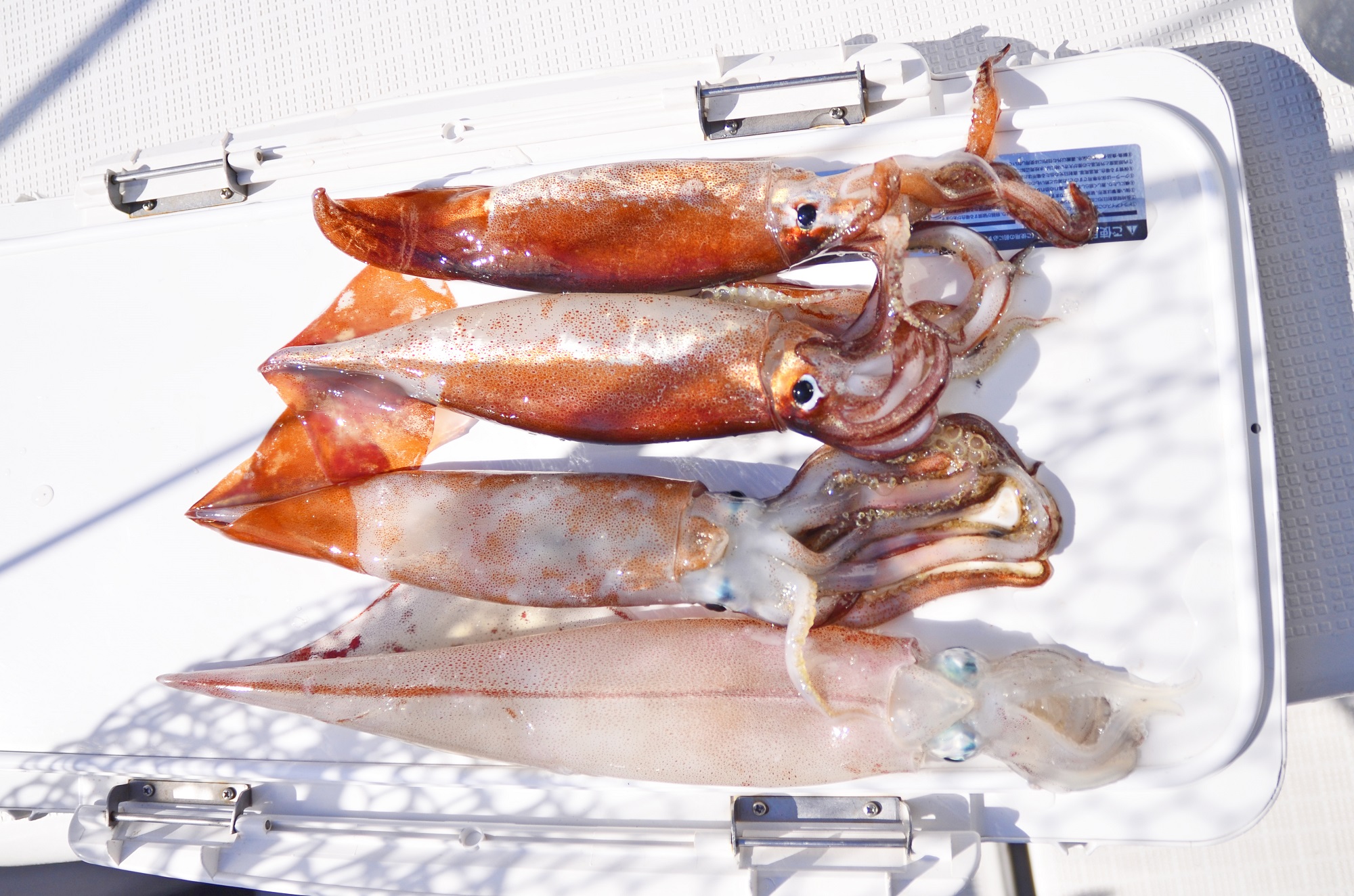 ✿ヤリイカ・スルメイカ✿