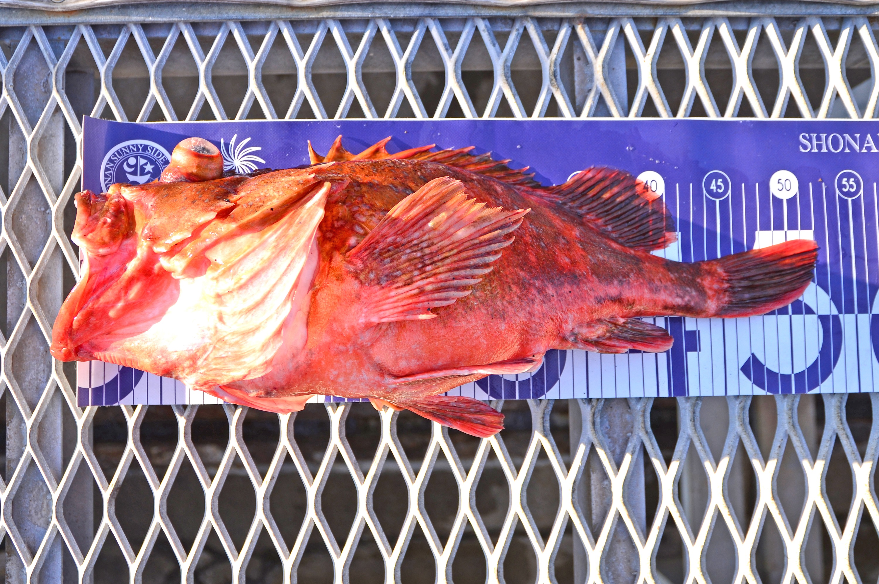 ✿ウッカリカサゴ✿