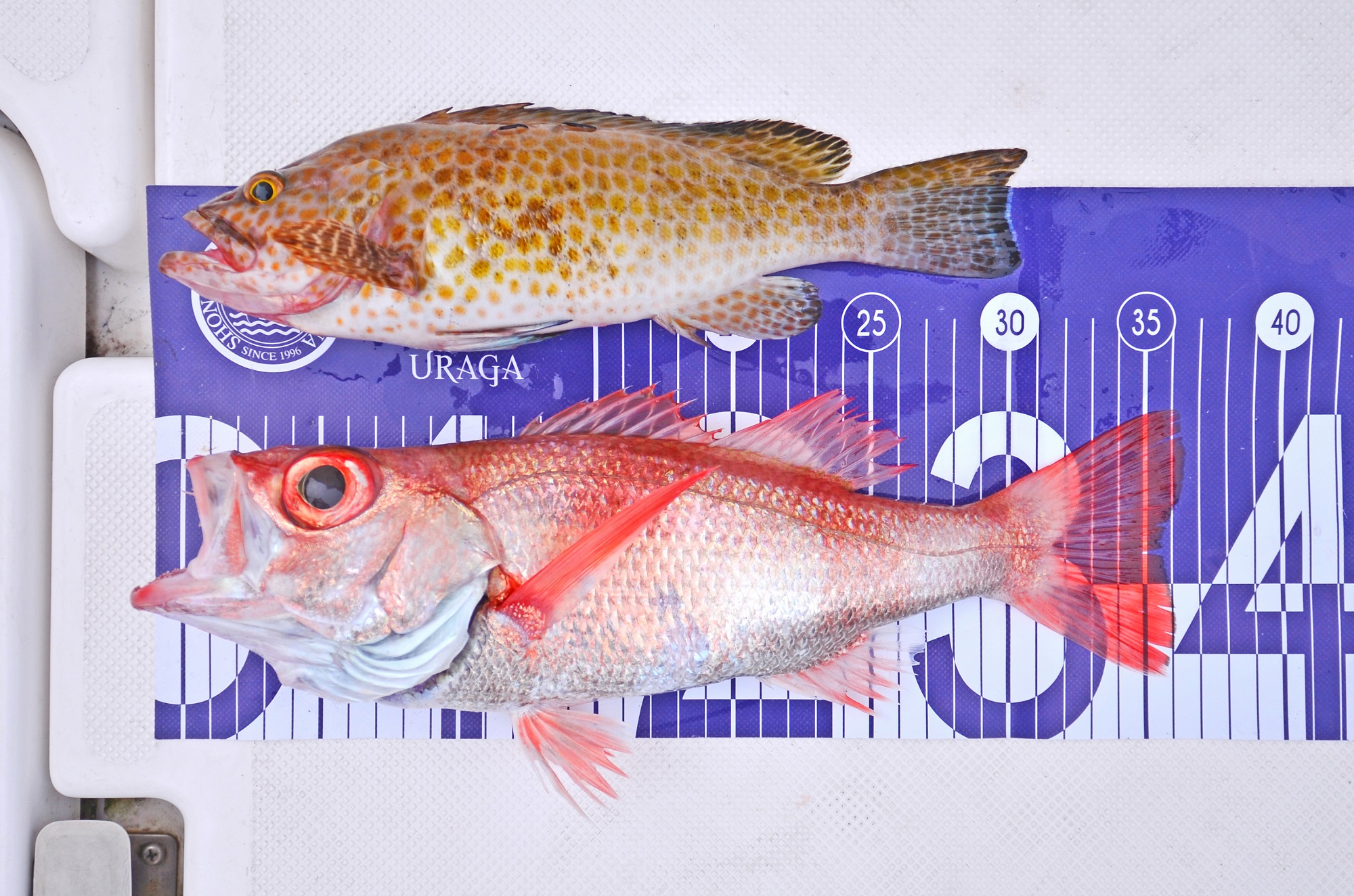 ✿アカムツ・オオモンハタ✿