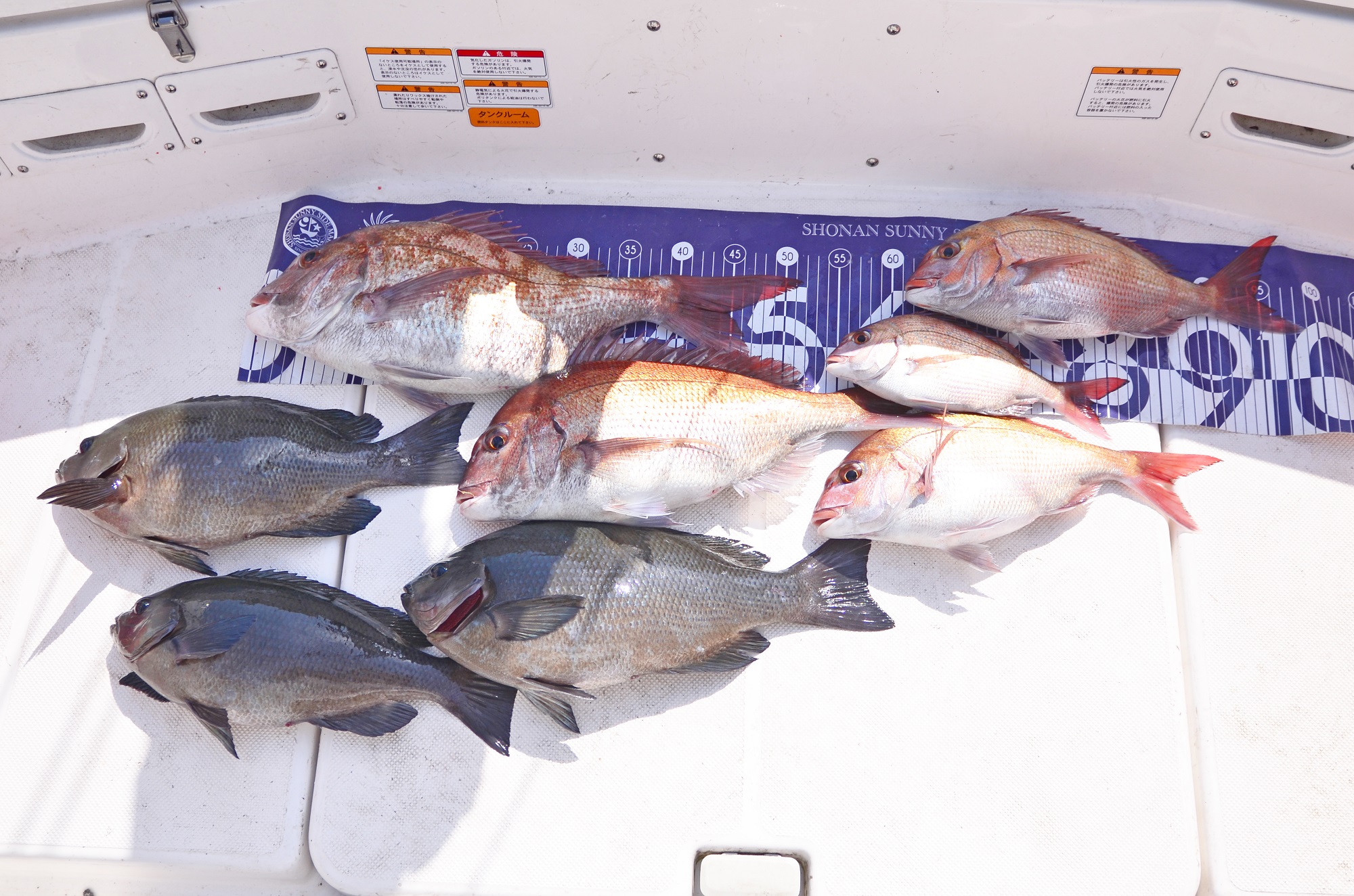 ✿マダイ・メジナ✿