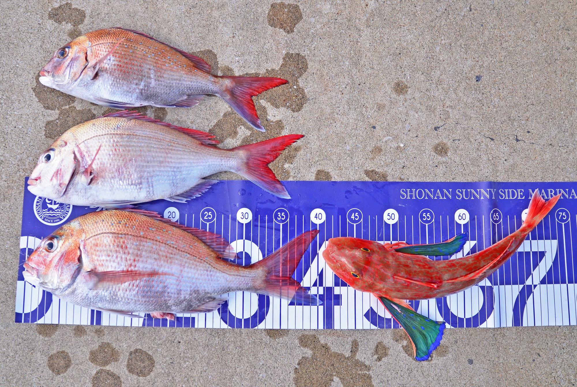 ✿マダイ・ホウボウ✿