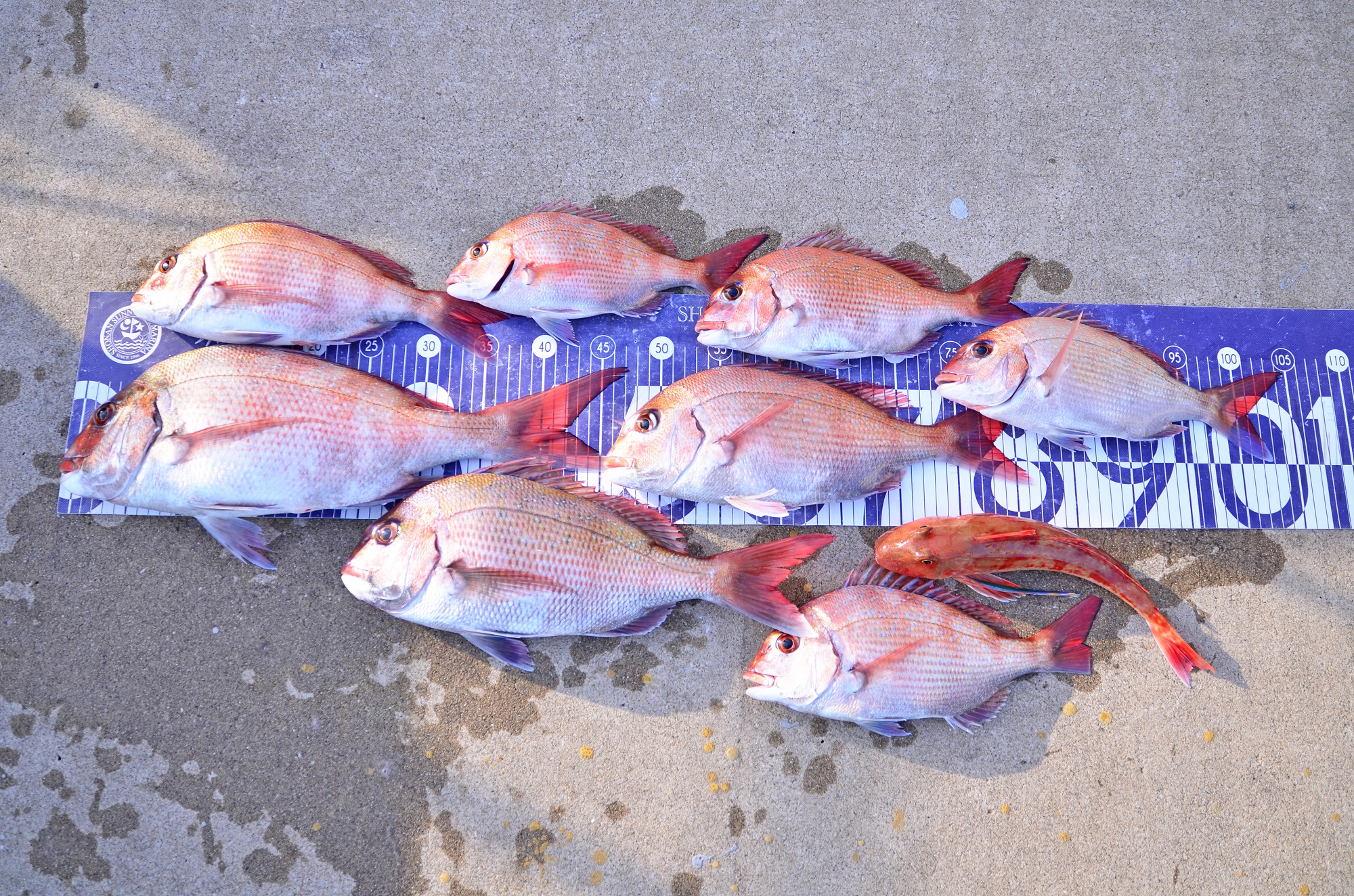 ✿マダイ・ホウボウ✿