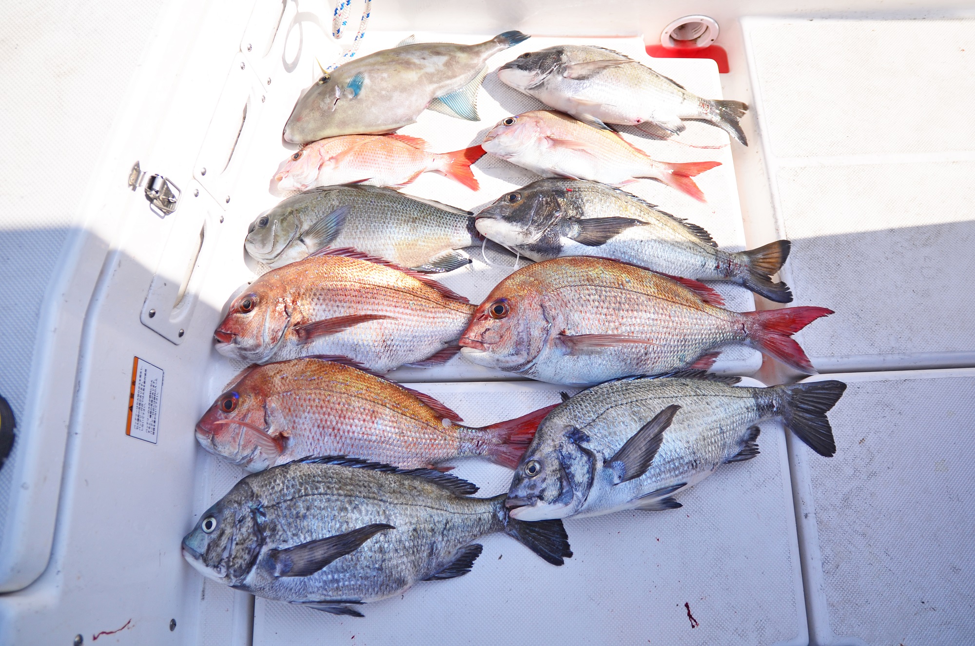 ✿マダイ・クロダイ・ウマズラハギ・メジナ✿