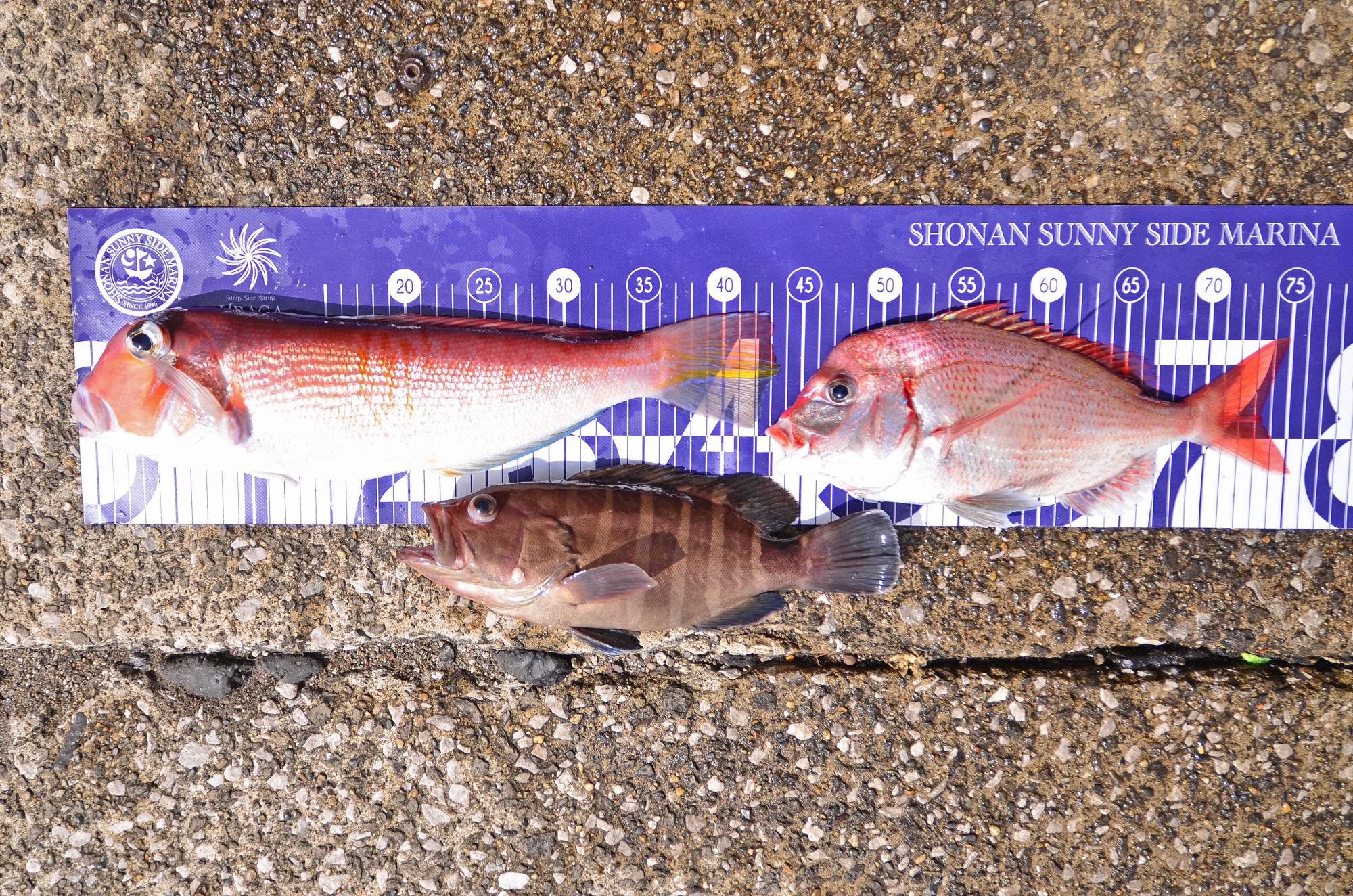 ✿アマダイ・マダイ・マハタ✿