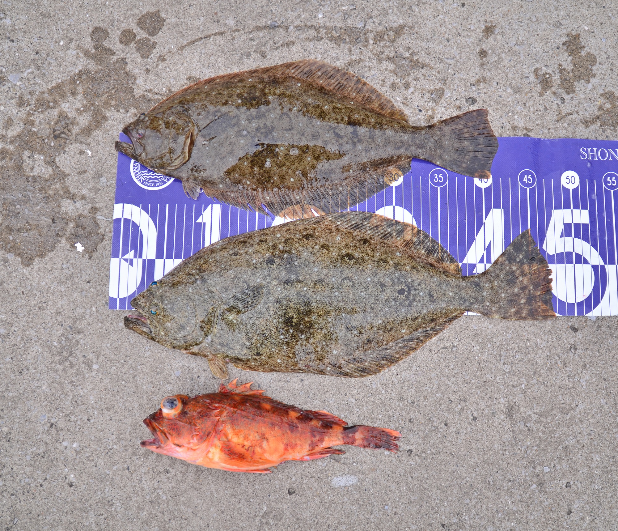 ✿ヒラメ・カサゴ✿