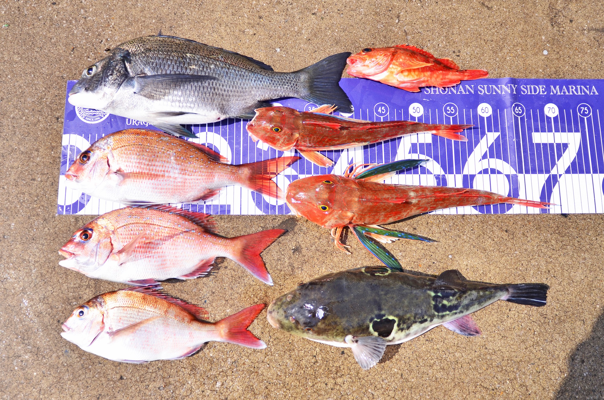 ✿マダイ・クロダイ・カサゴ・ホウボウ・トラフグ✿