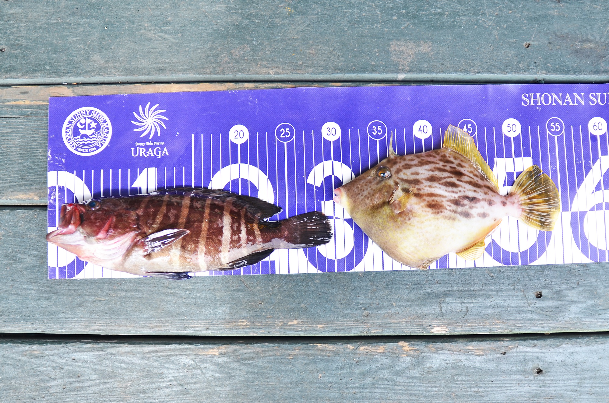 ✿マハタ・カワハギ✿