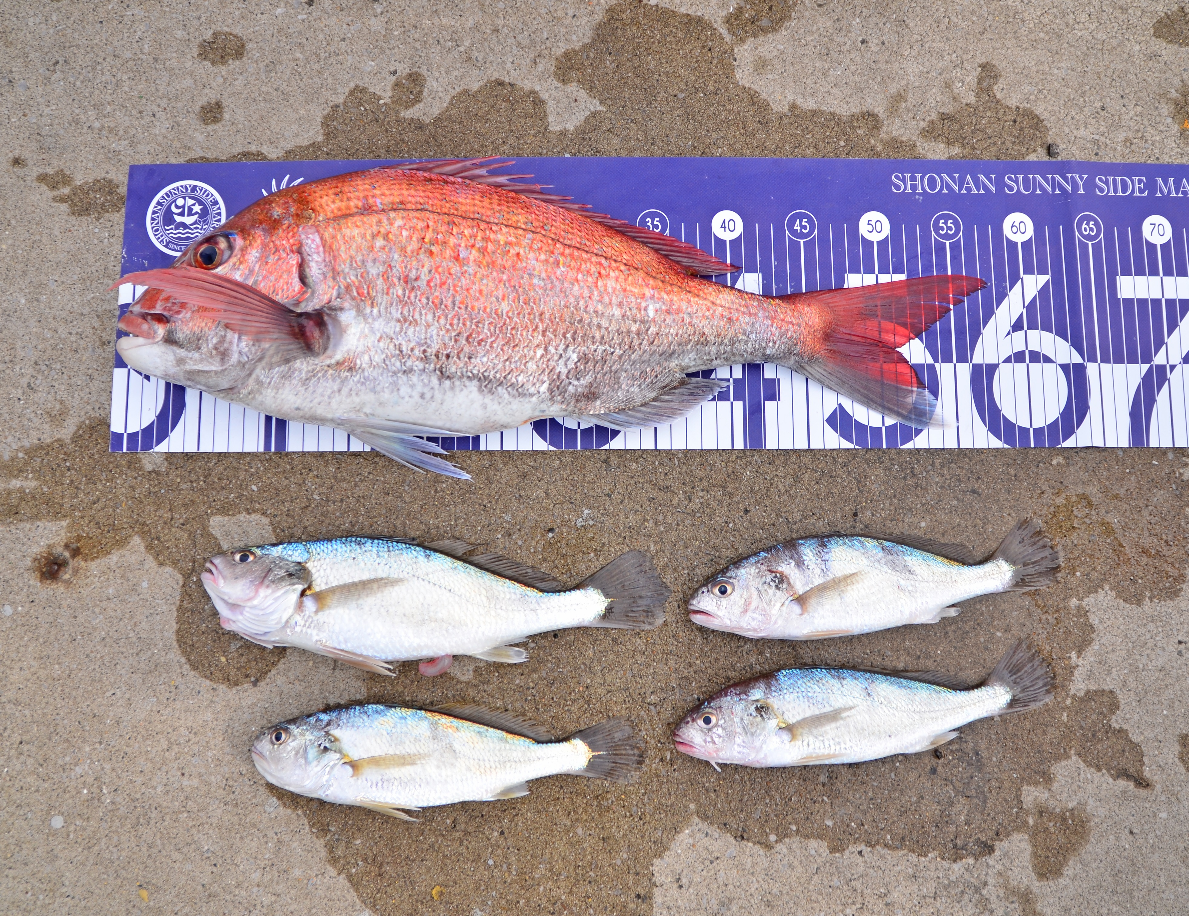 ✿マダイ・イシモチ✿