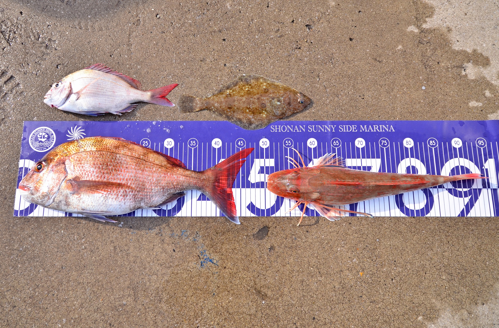 ✿マダイ・ホウボウ・カレイ✿