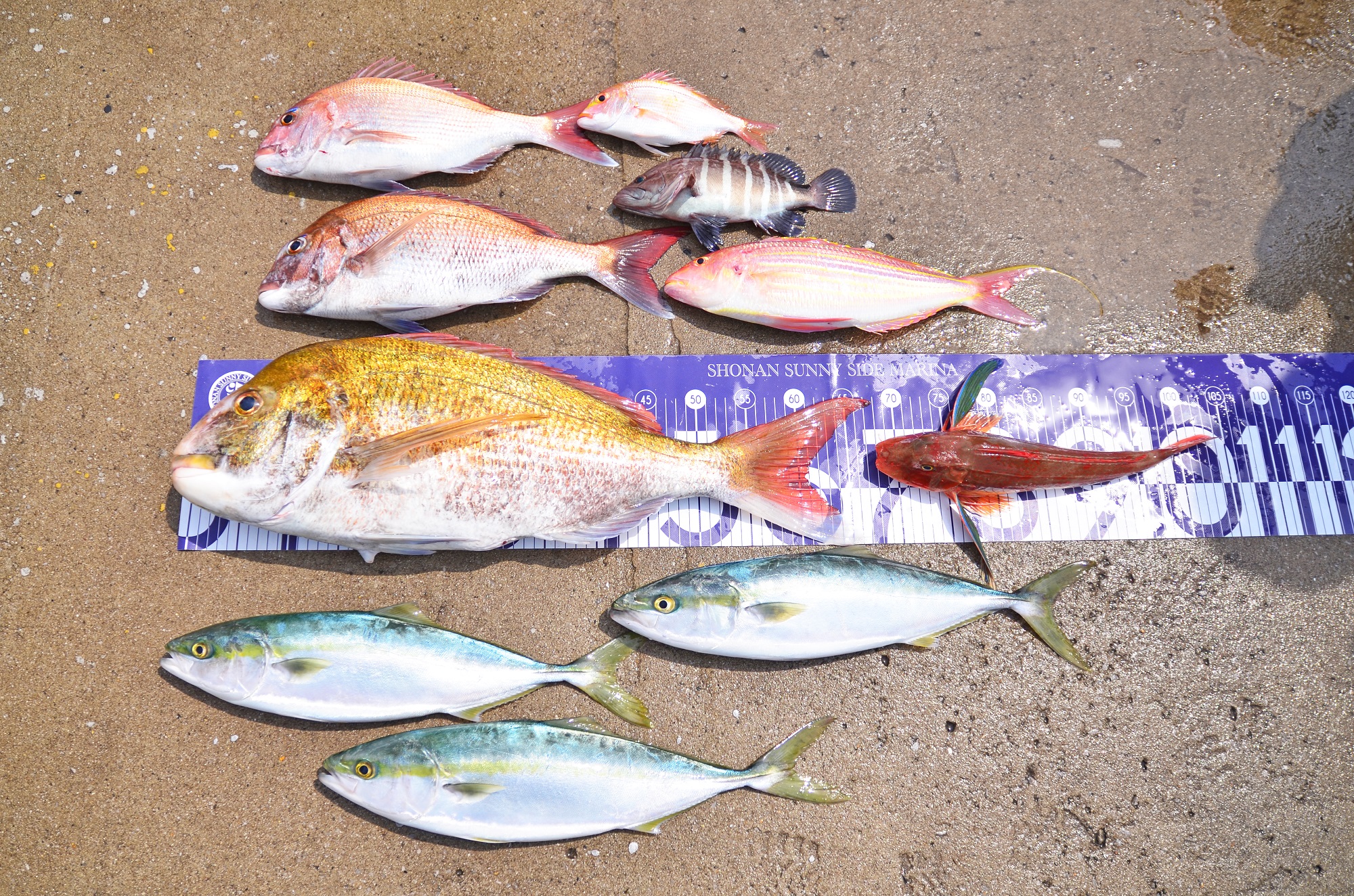 ✿マダイ・イナダ・マハタ・イトヨリ・ホウボウ✿