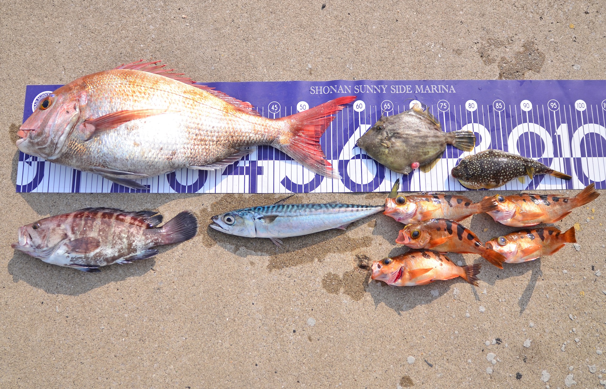 ✿マダイ・マハタ・カワハギ・ショウサイフグ・メバル・サバ✿