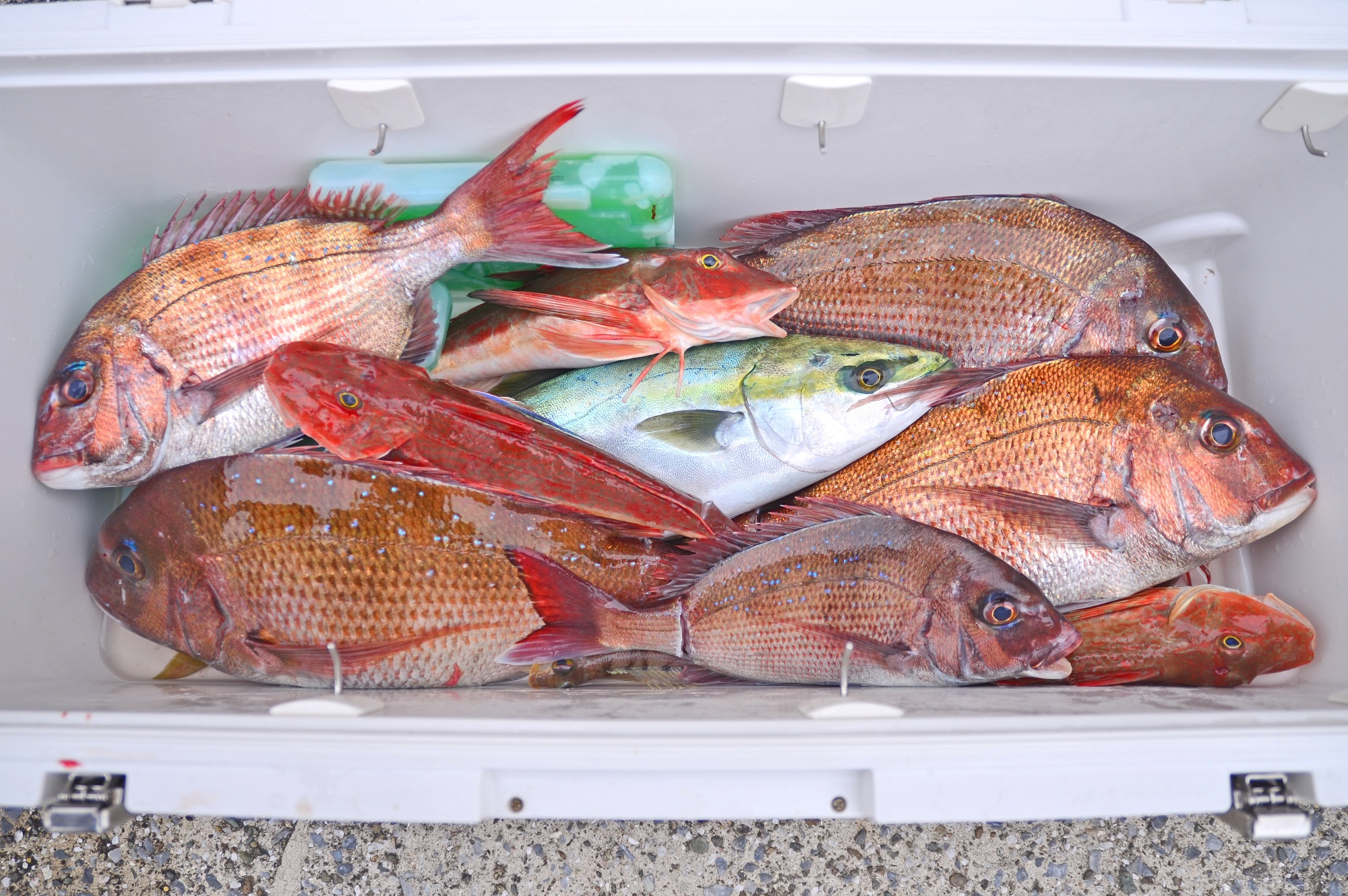 ✿マダイ・イナダ・ホウボウ✿