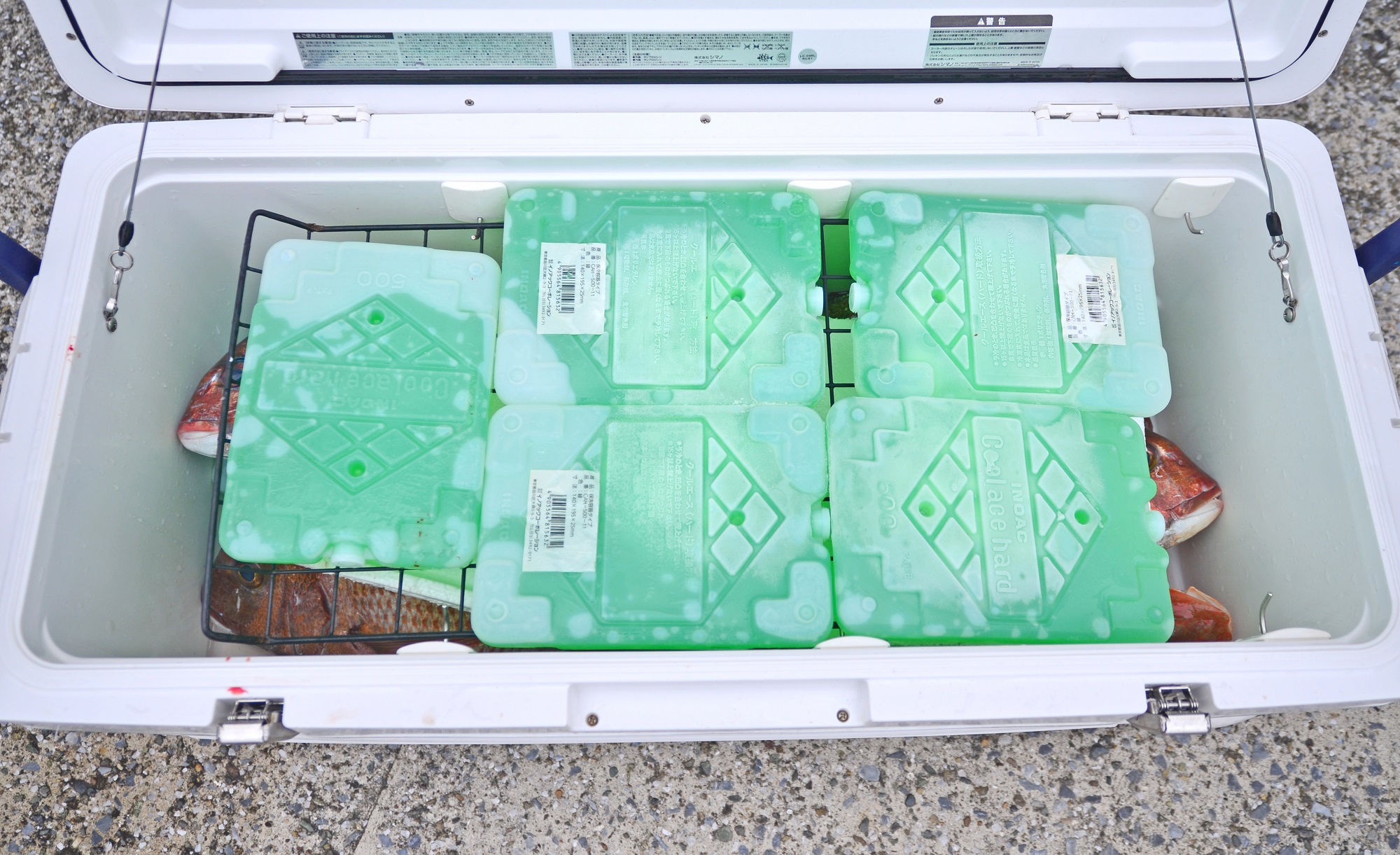 ✿マダイ・イナダ・ホウボウ✿