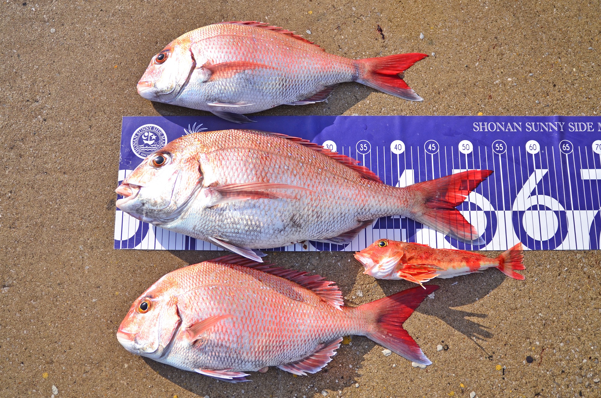 ✿マダイ・ホウボウ✿