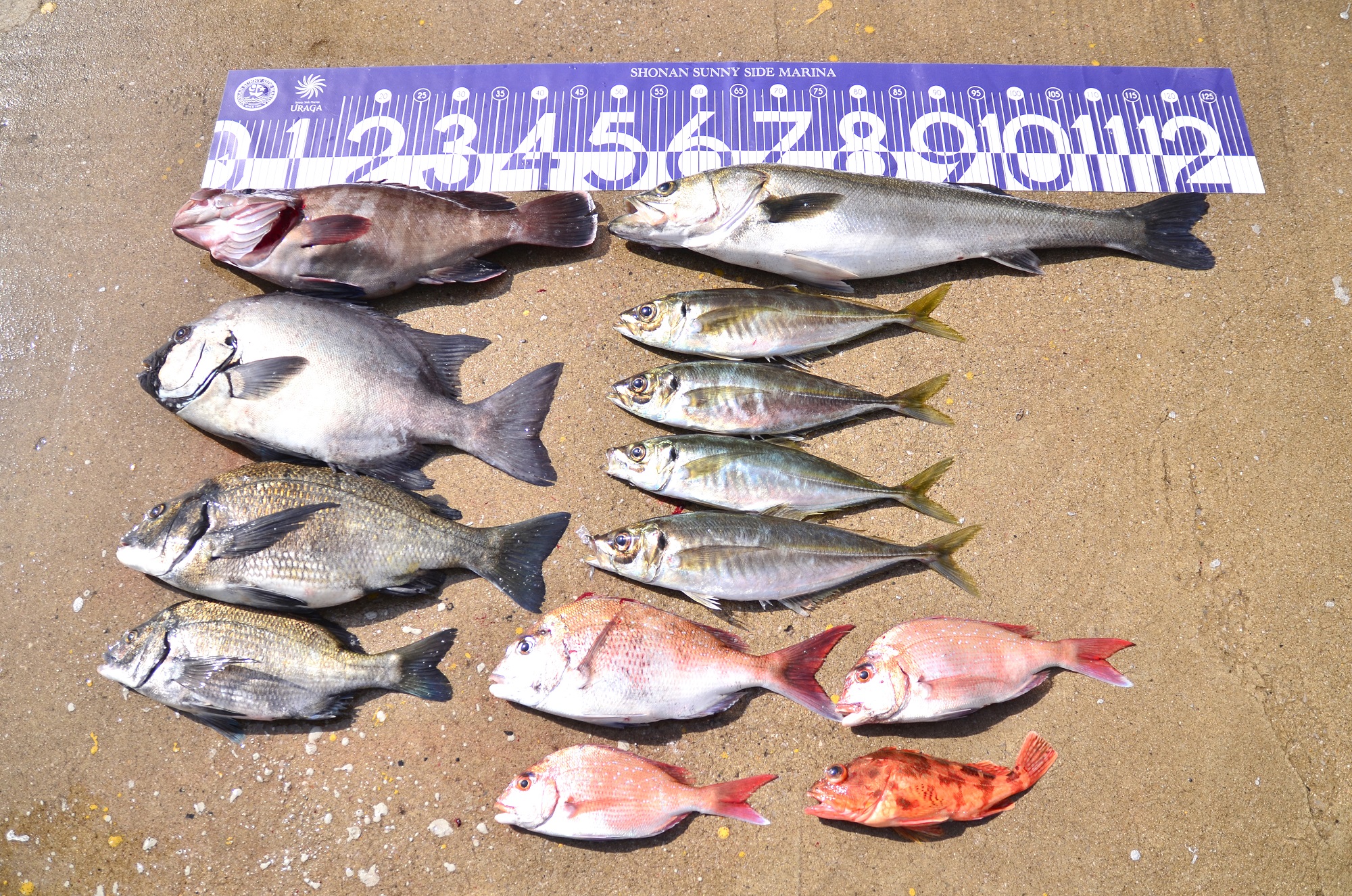 ✿イシダイ・マダイ・クロダイ・マハタ・アジ・カサゴ・シーバス✿