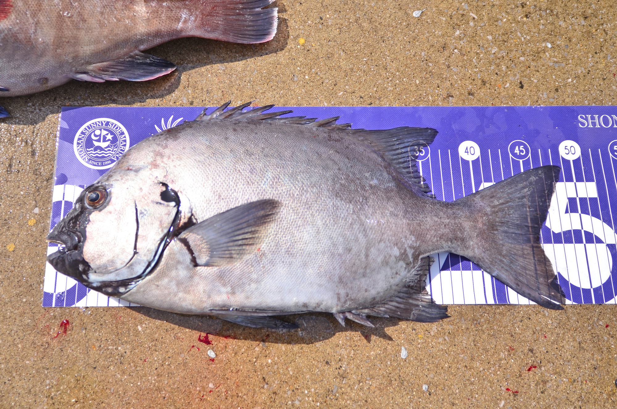 ✿イシダイ・マダイ・クロダイ・マハタ・アジ・カサゴ・シーバス✿