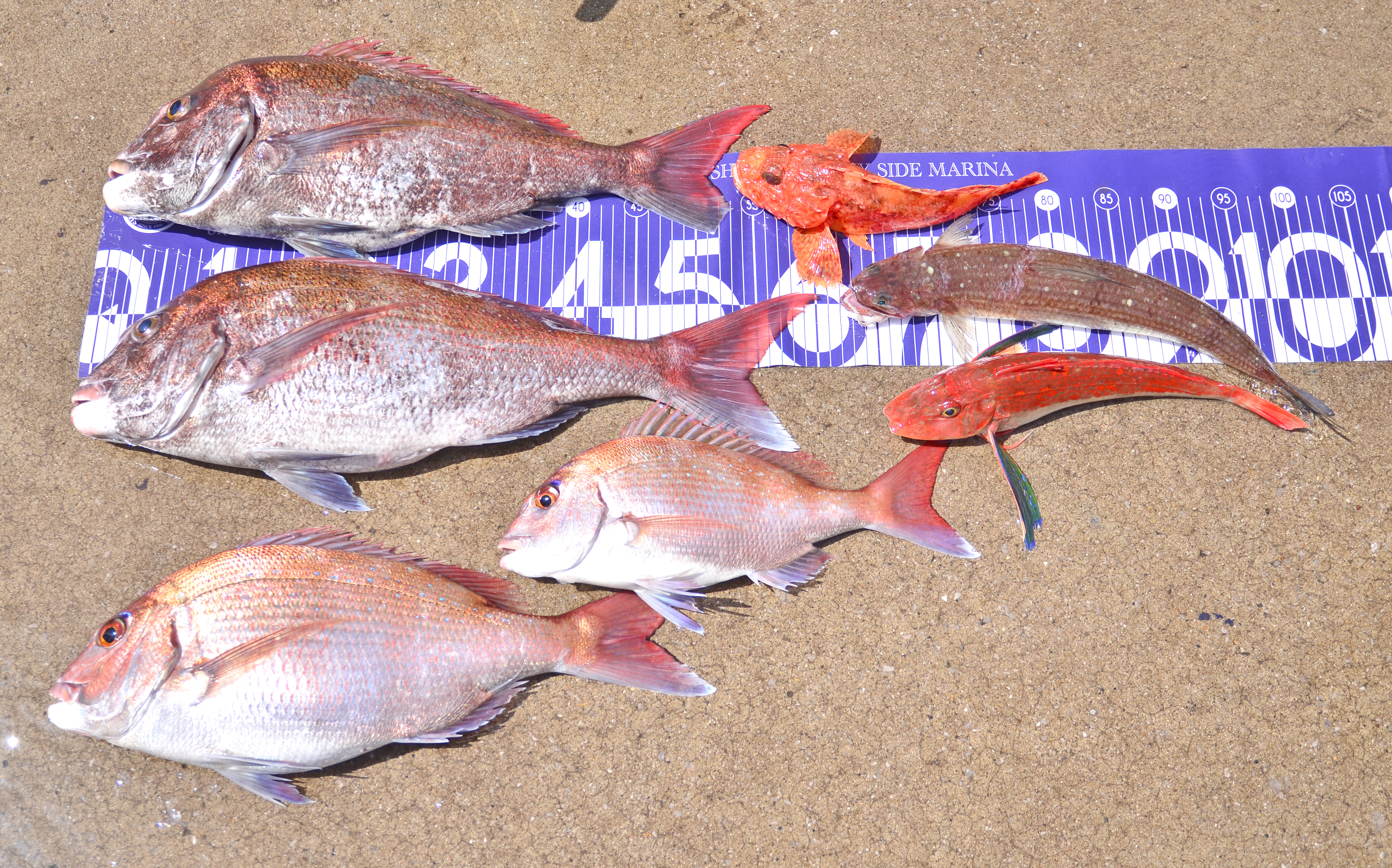 ✿マダイ・オニカサゴ・ホウボウ・BIGエソ✿