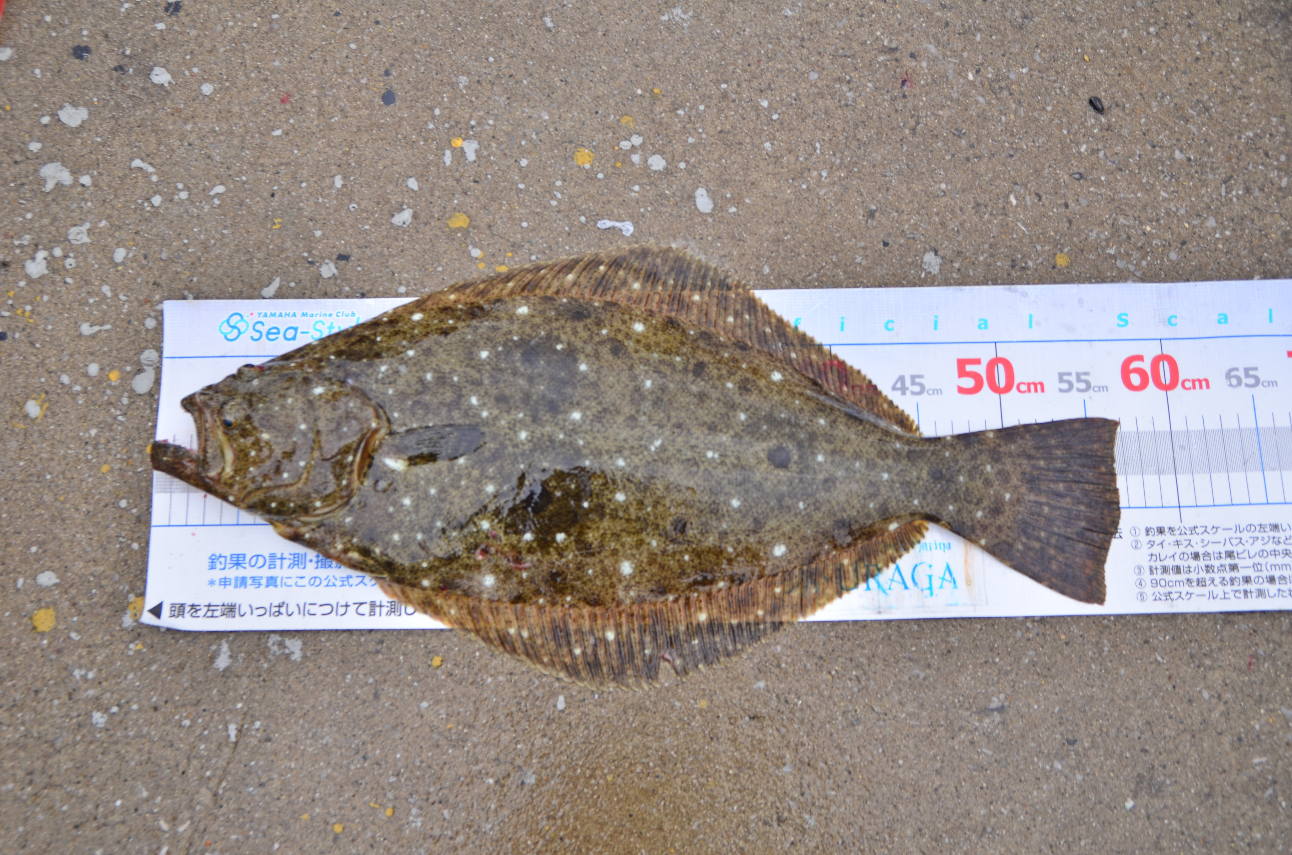 ✿ヒラメ・マダイ・ホウボウ✿