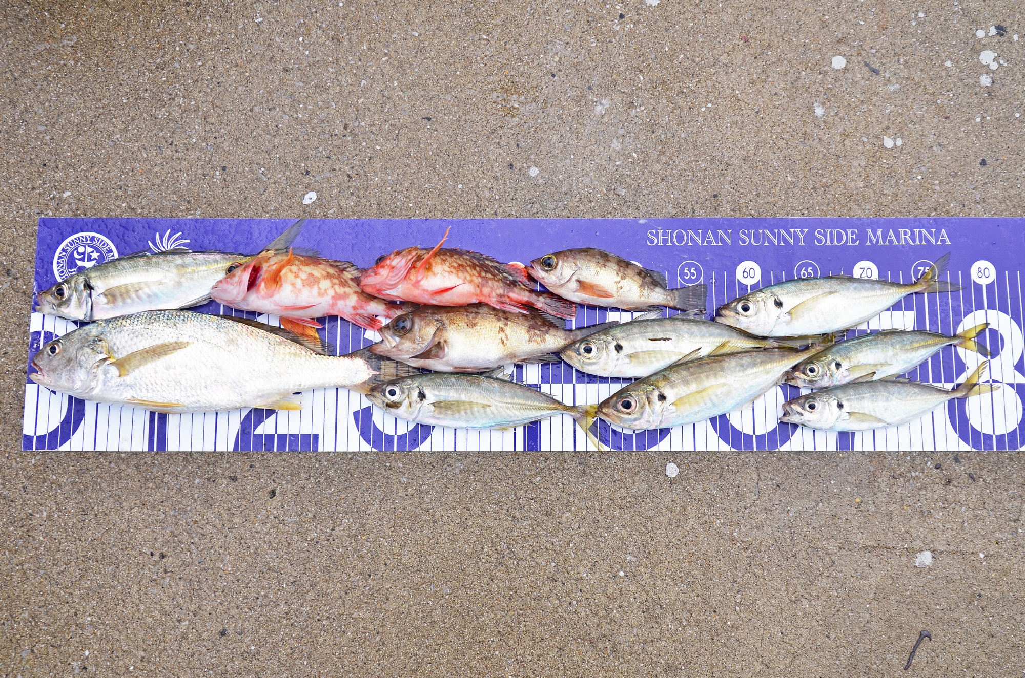 ✿アジ・イシモチ・カサゴ・メバル✿