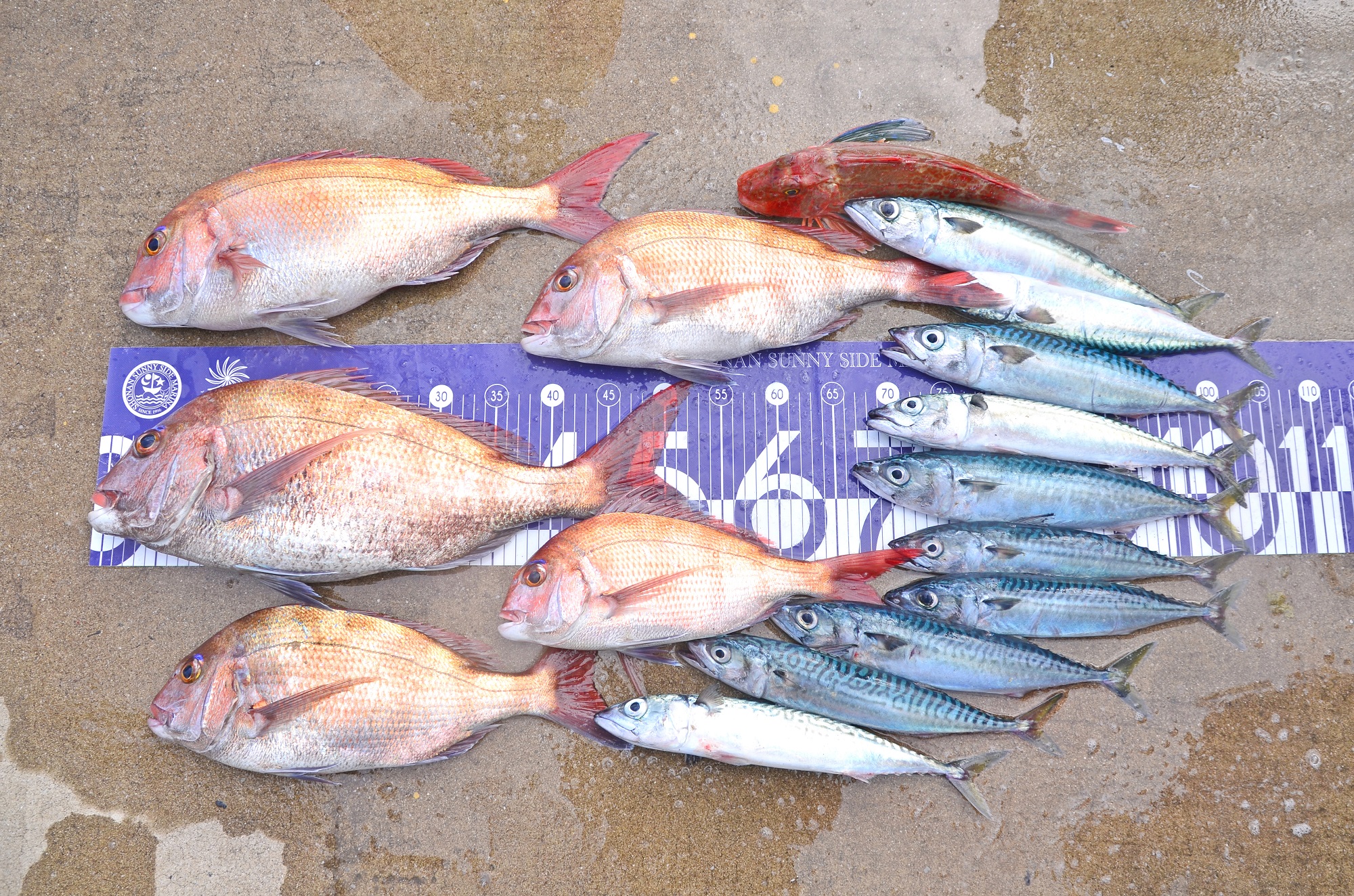 ✿マダイ・サバ・ホウボウ✿