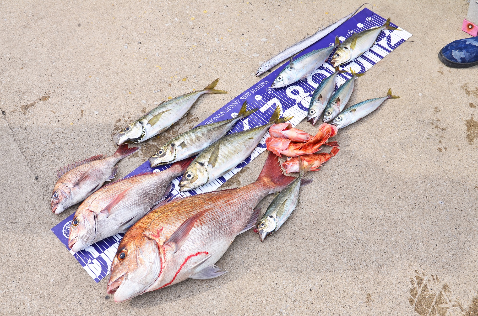 ✿マダイ・アジ・カサゴ・タチウオ・サバ✿