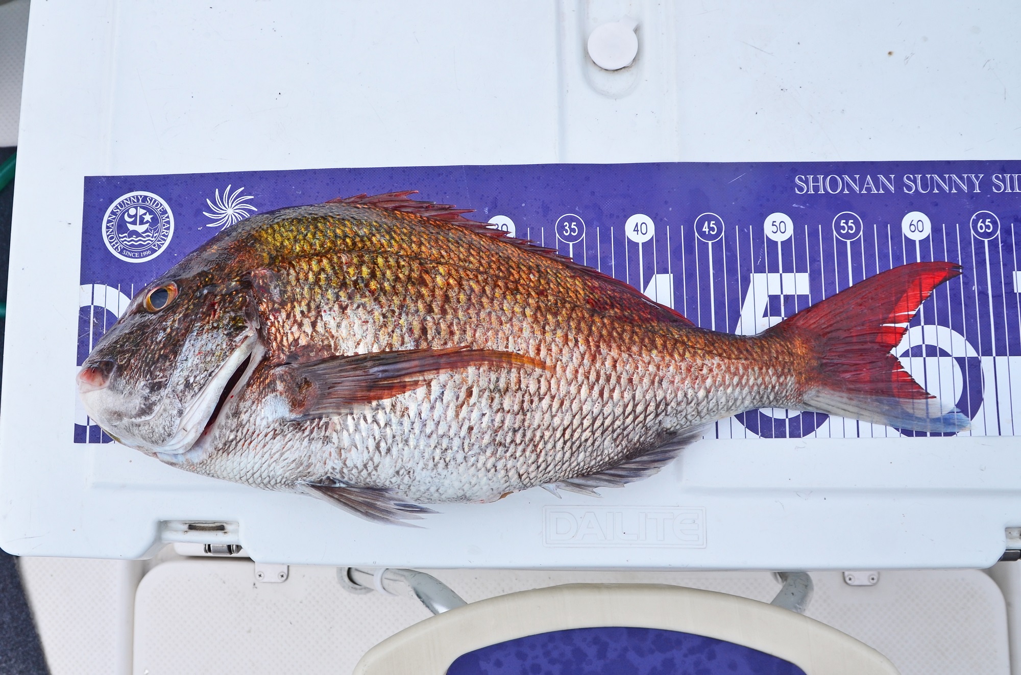 ✿マダイ・アジ✿