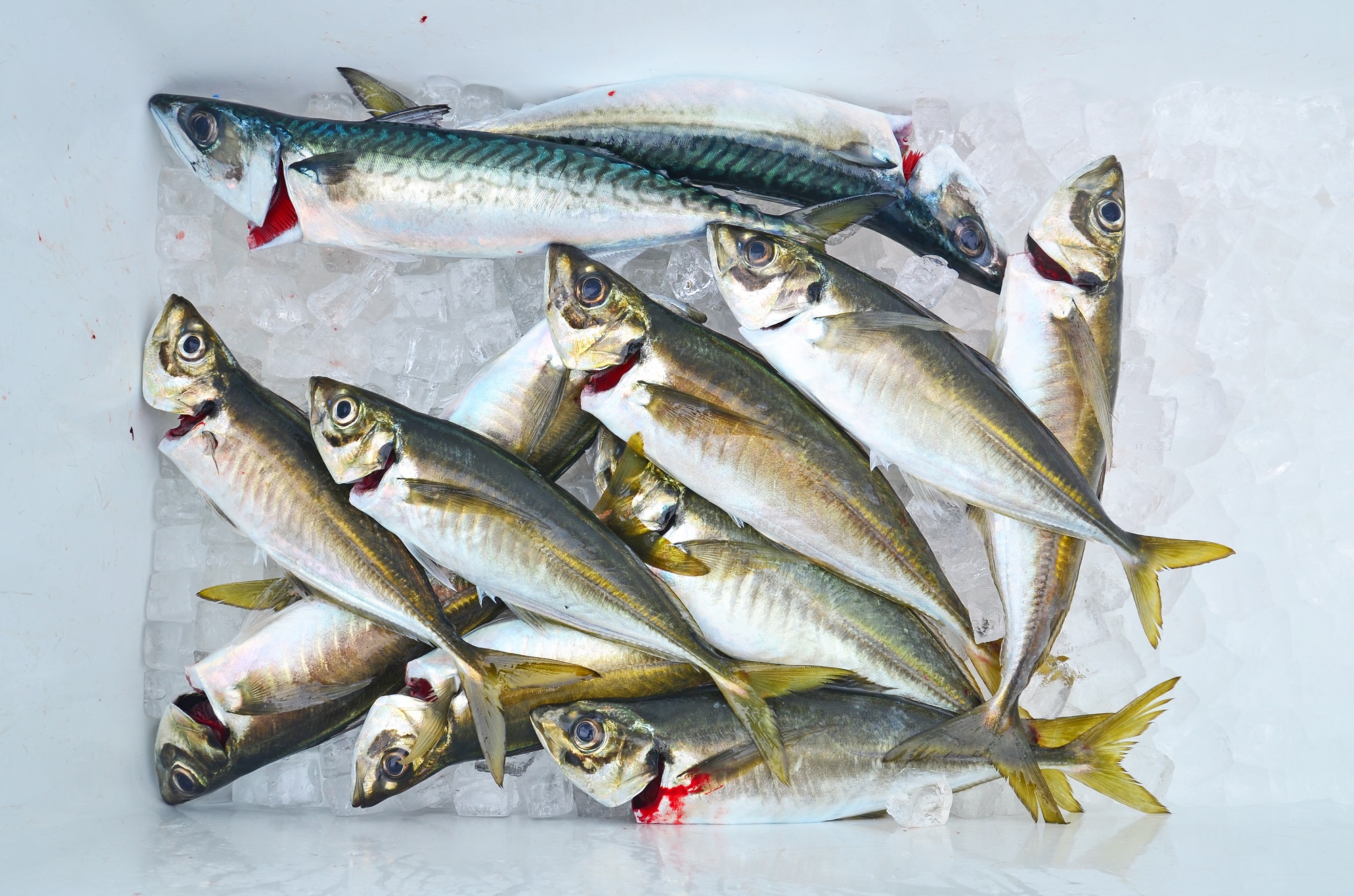 ✿マダイ・アジ✿