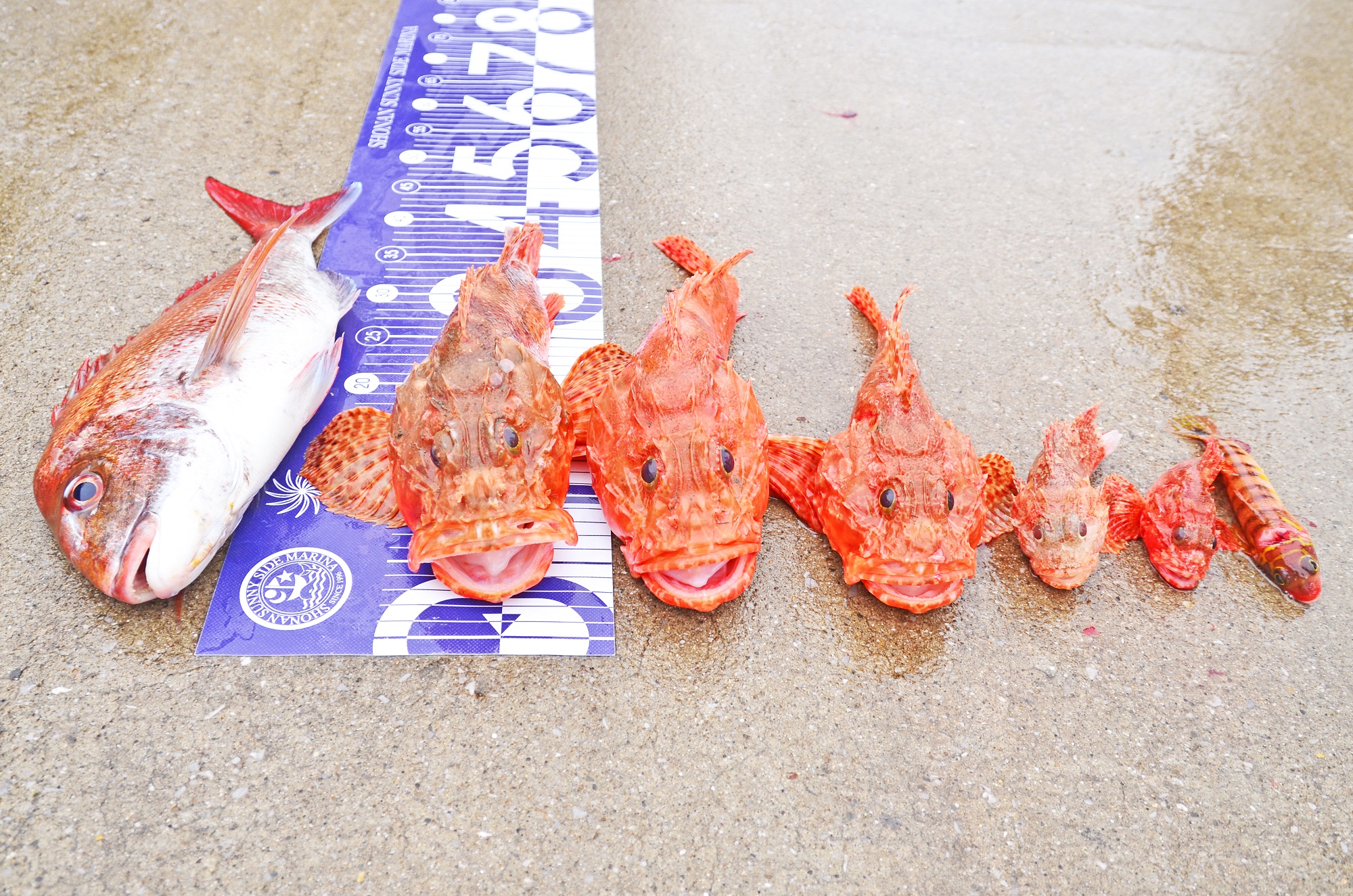 ✿マダイ・オニカサゴ・トラギス✿