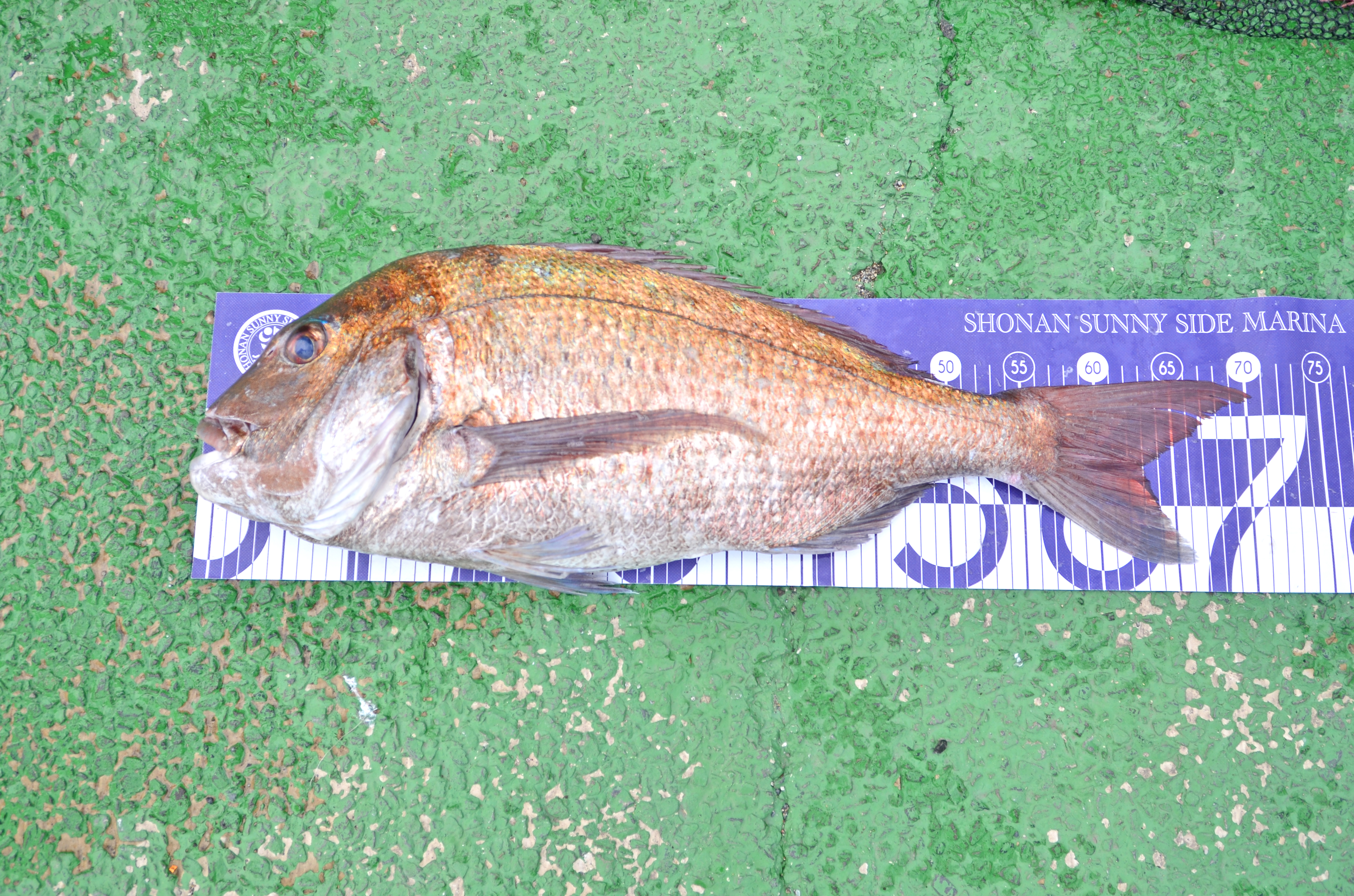 ✿マダイ・ホウボウ✿