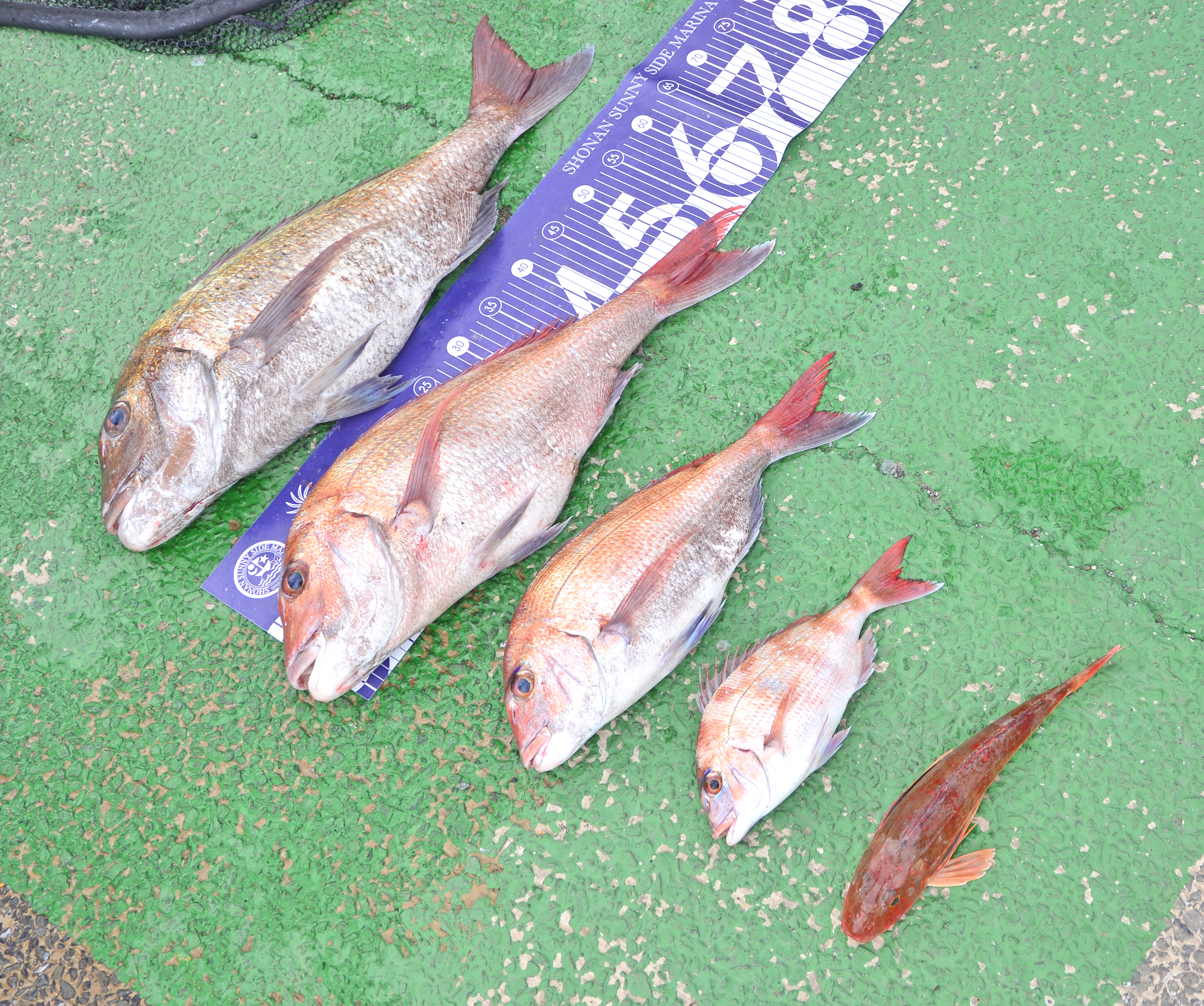 ✿マダイ・ホウボウ✿