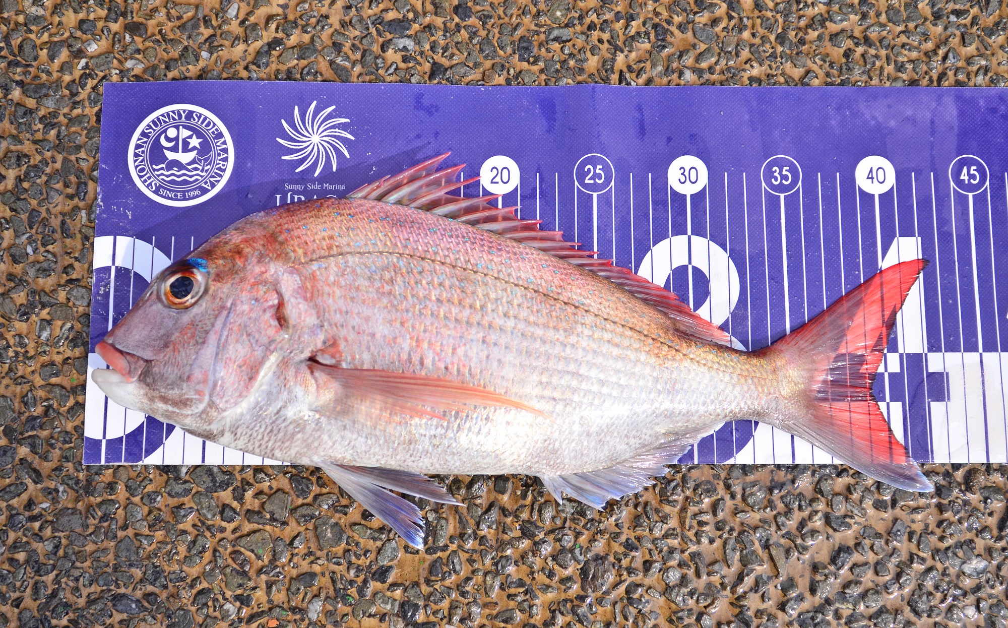 ✿マダイ・タチウオ✿