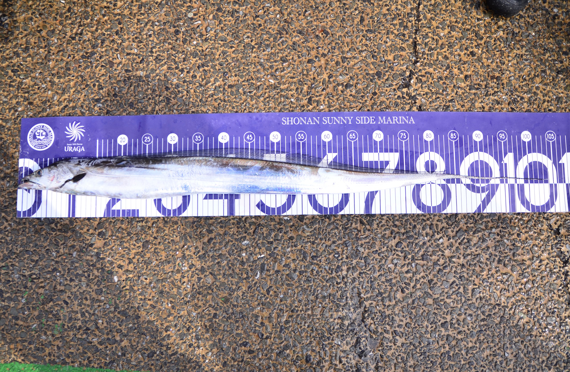 ✿マダイ・タチウオ✿