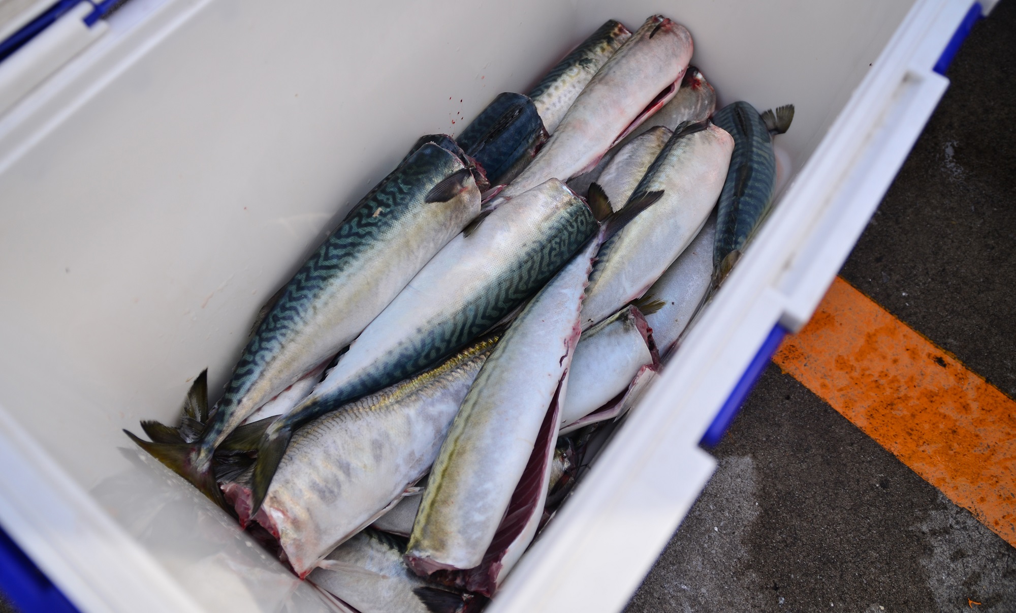 ✿アジ・サバ✿