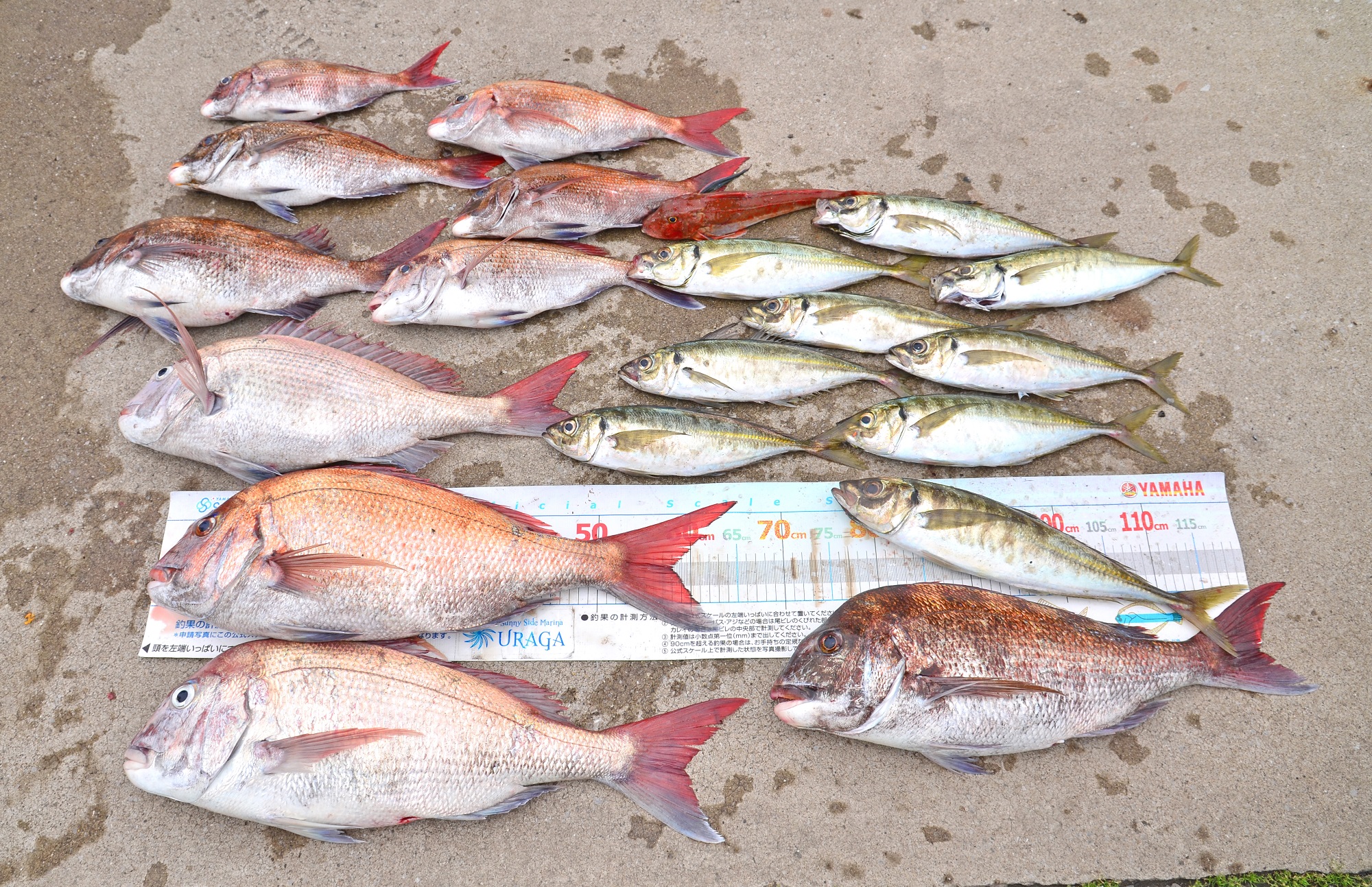 ✿マダイ・アジ・ホウボウ・サバ✿