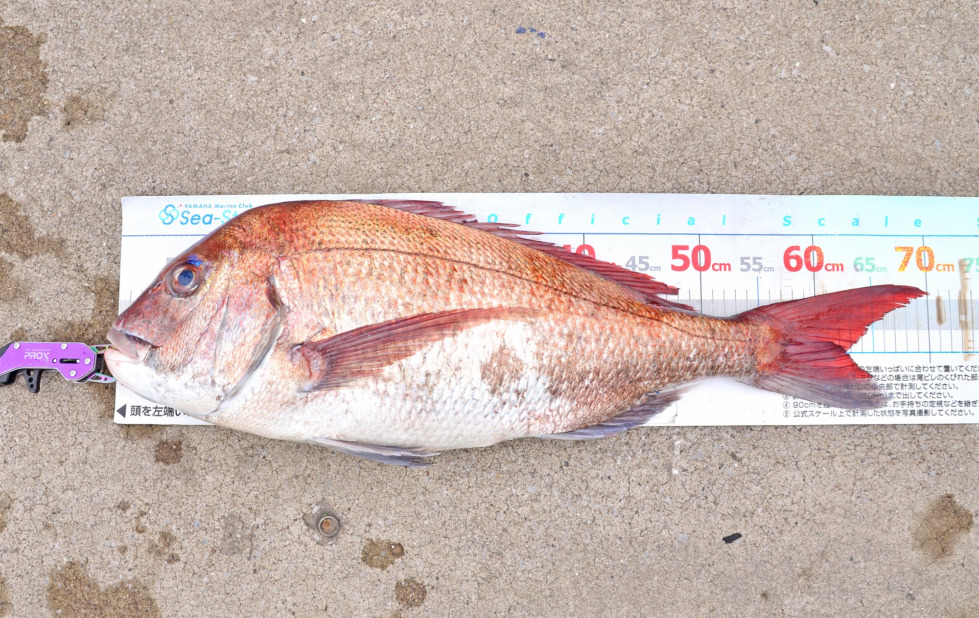 ✿マダイ・アジ・クロダイ・カサゴ・トラギス✿