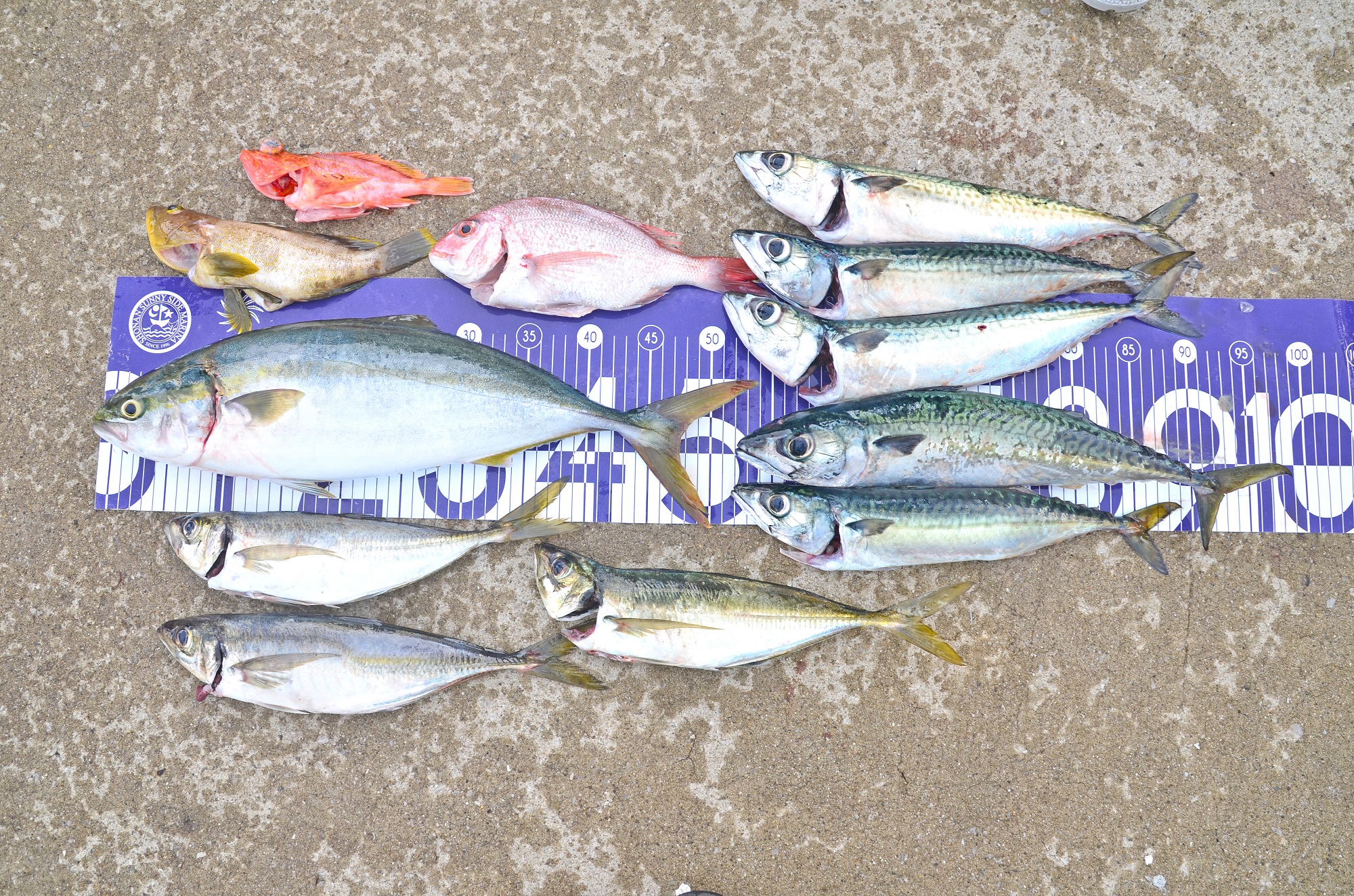 ✿イナダ・マダイ・アジ・アオハタ・カサゴ・サバ✿