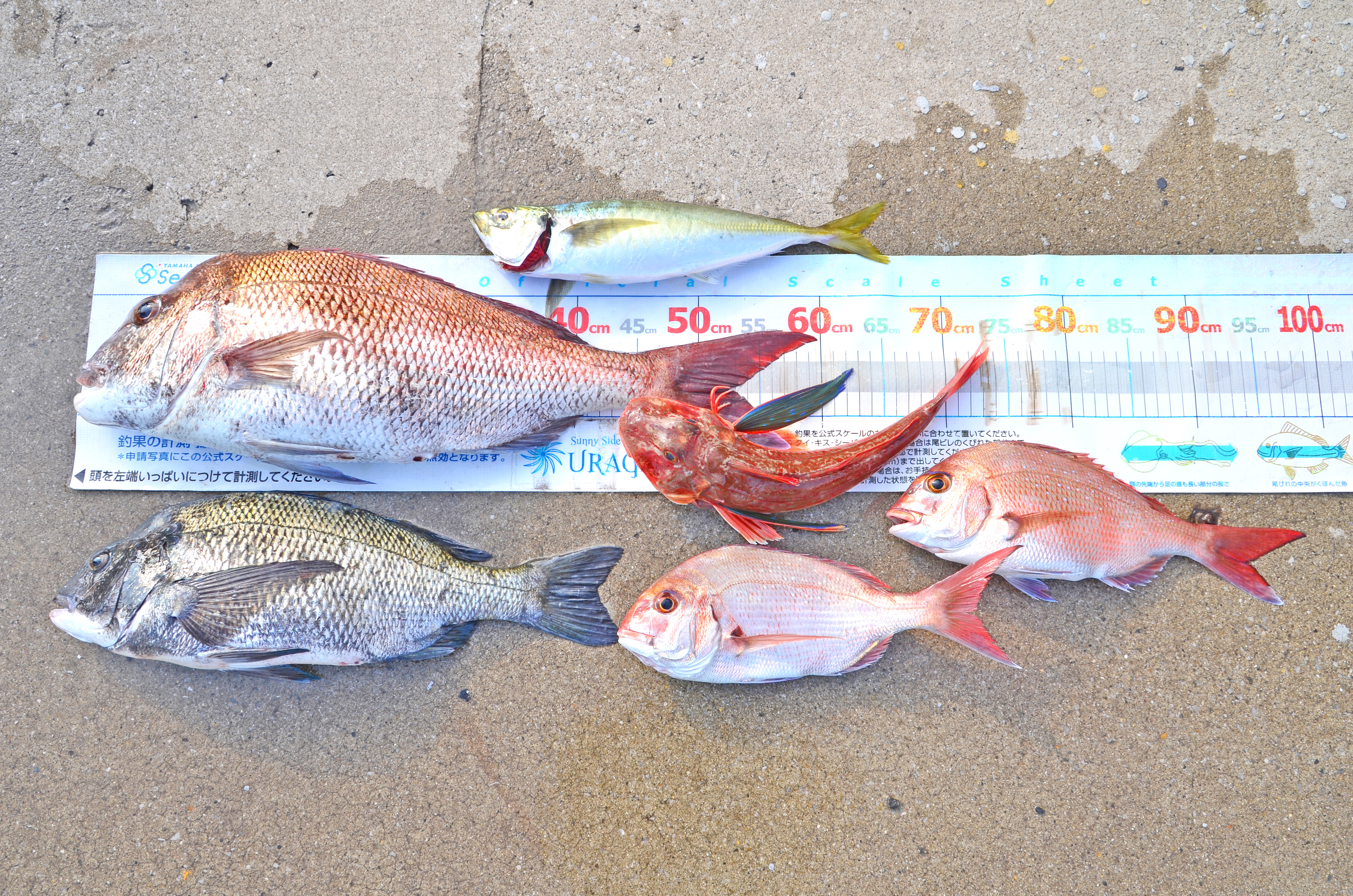 ✿マダイ・クロダイ・アジ・ホウボウ✿