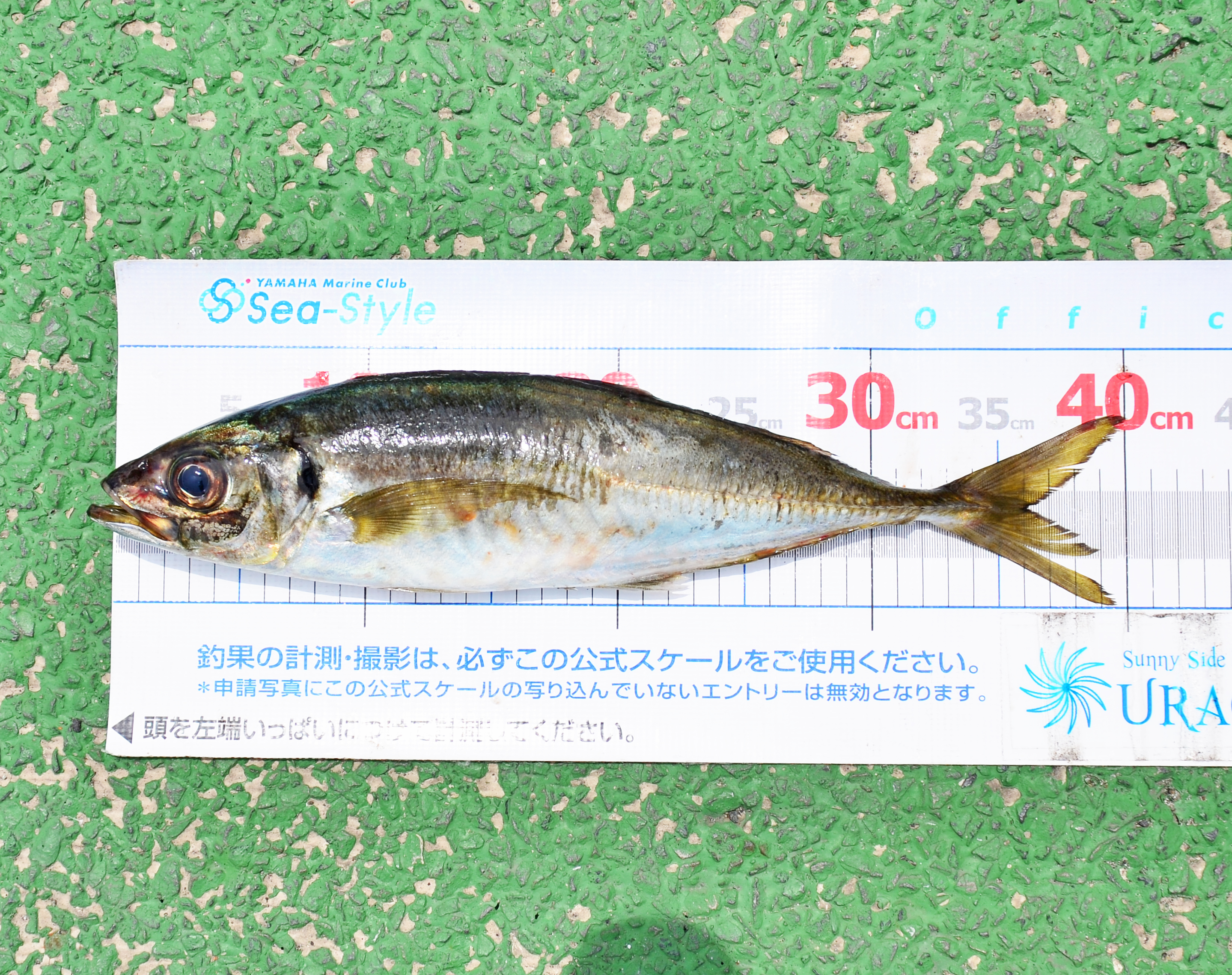 ✿アジ・サバ✿