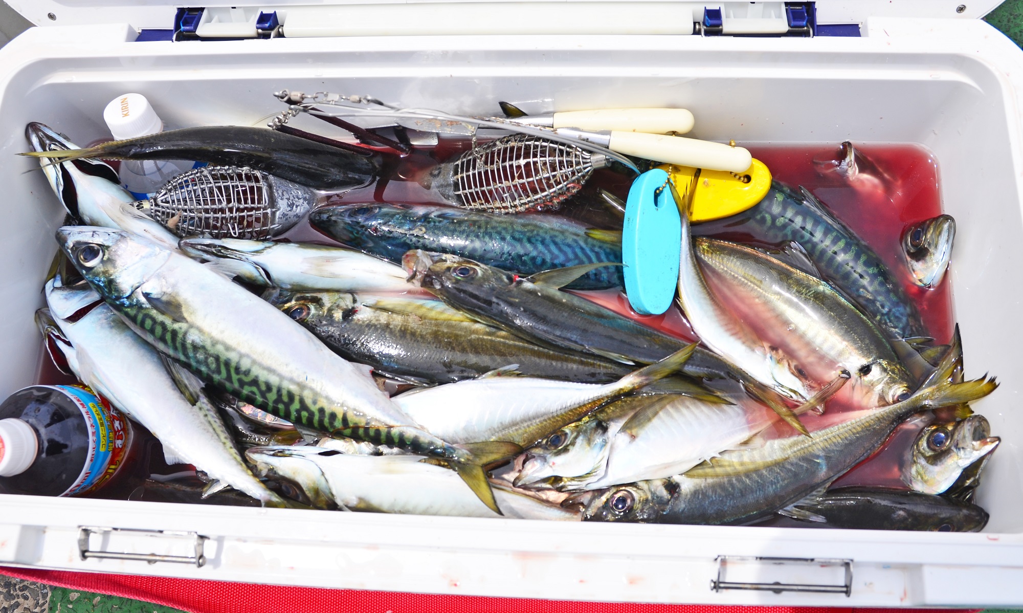 ✿アジ・サバ✿