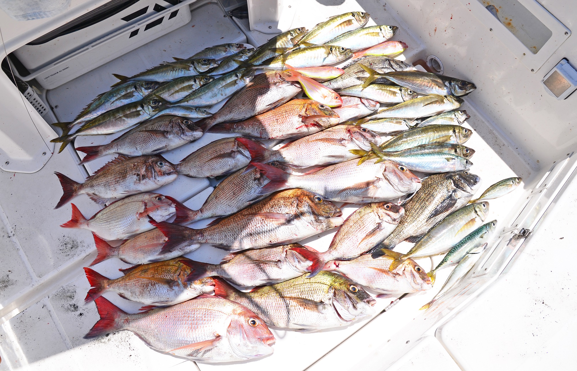 ✿マダイ・アジ・クロダイ・イトヨリ・サバ✿