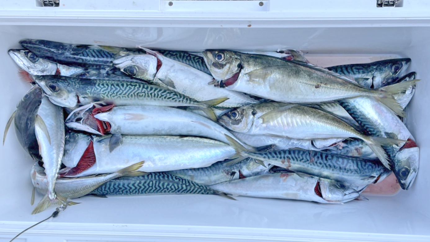 ✿マダイ・アジ・サバ✿