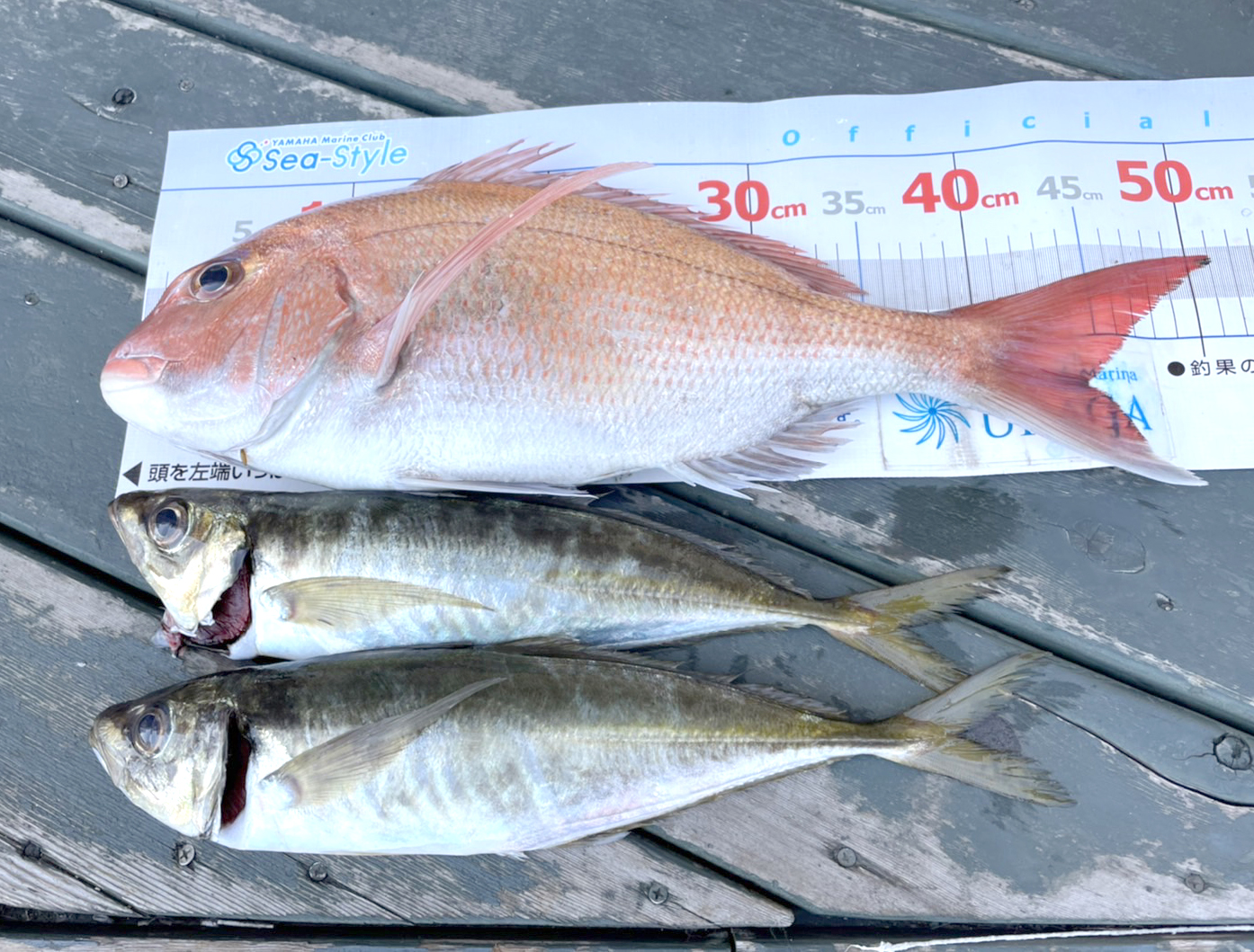 ✿マダイ・アジ・サバ✿