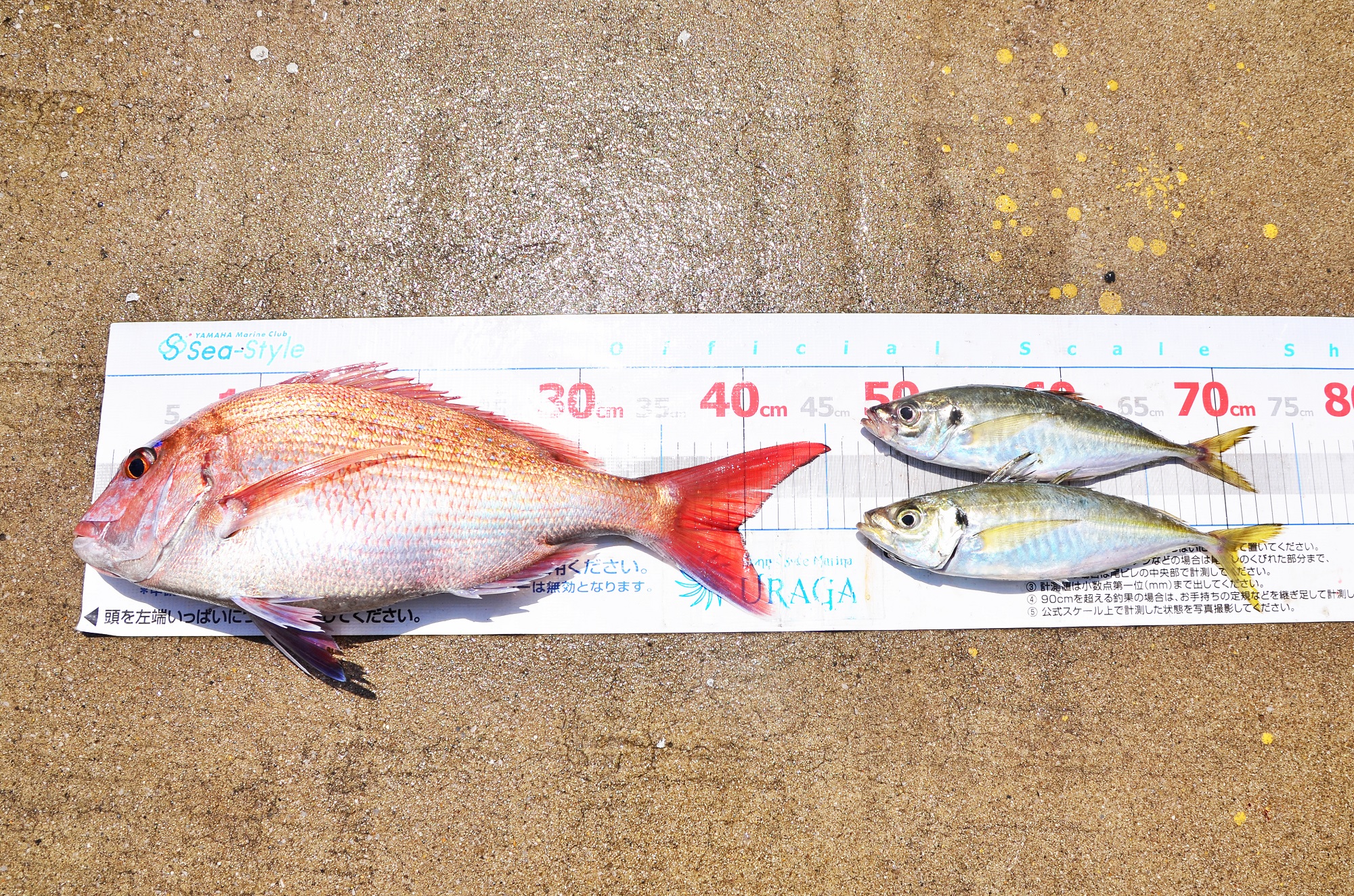 ✿マダイ・アジ✿