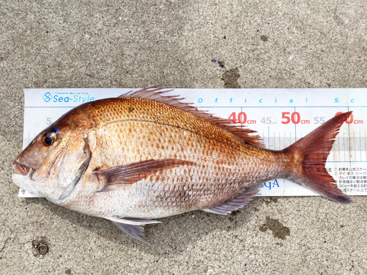 ✿マダイ・アジ・カサゴ・タチウオ・サバ✿