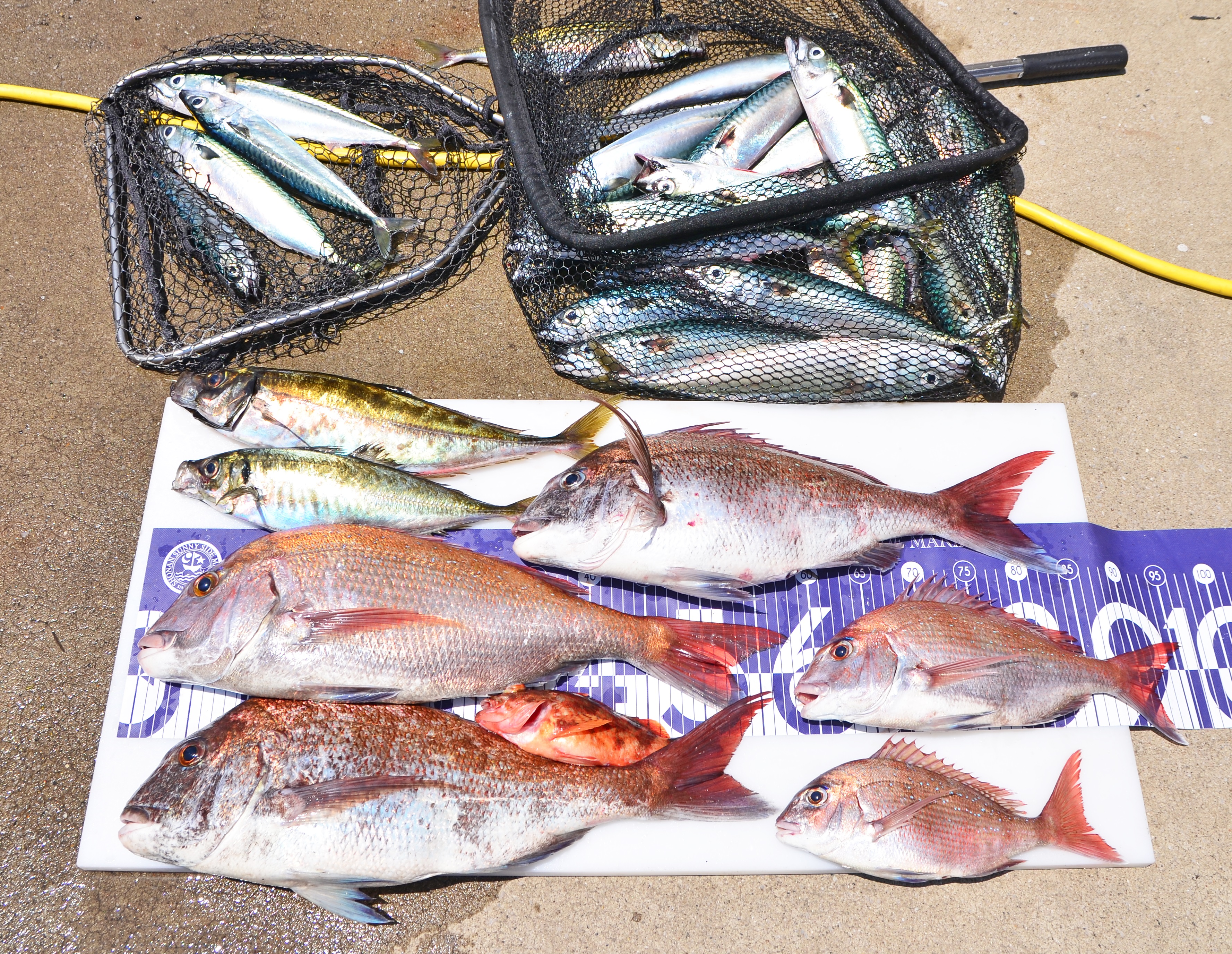 ✿マダイ・アジ・カサゴ・サバ✿