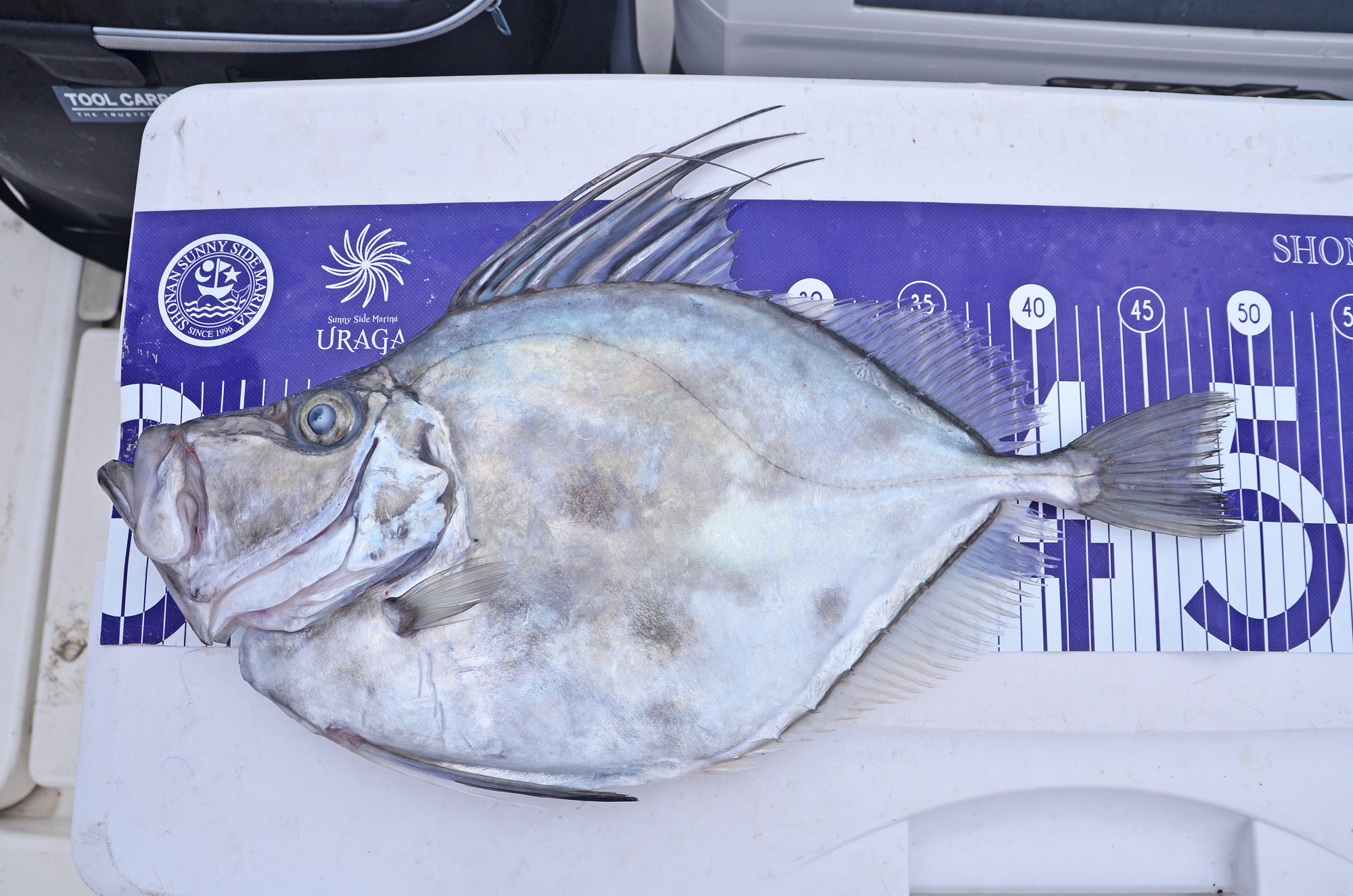 ✿カガミダイ・マダイ・アカムツ・クロムツ・イナダ✿