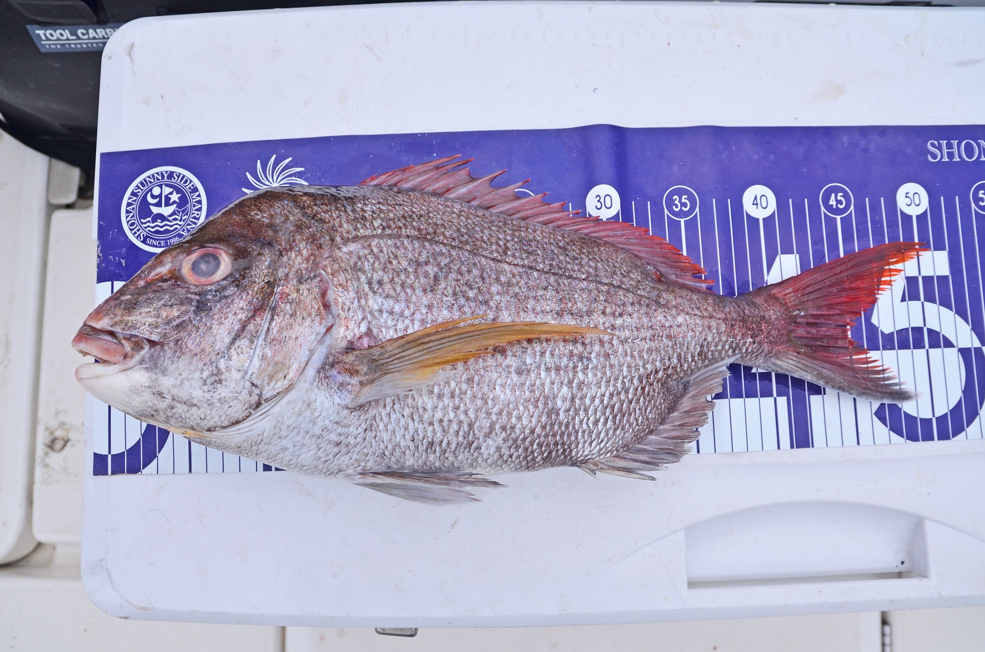 ✿カガミダイ・マダイ・アカムツ・クロムツ・イナダ✿